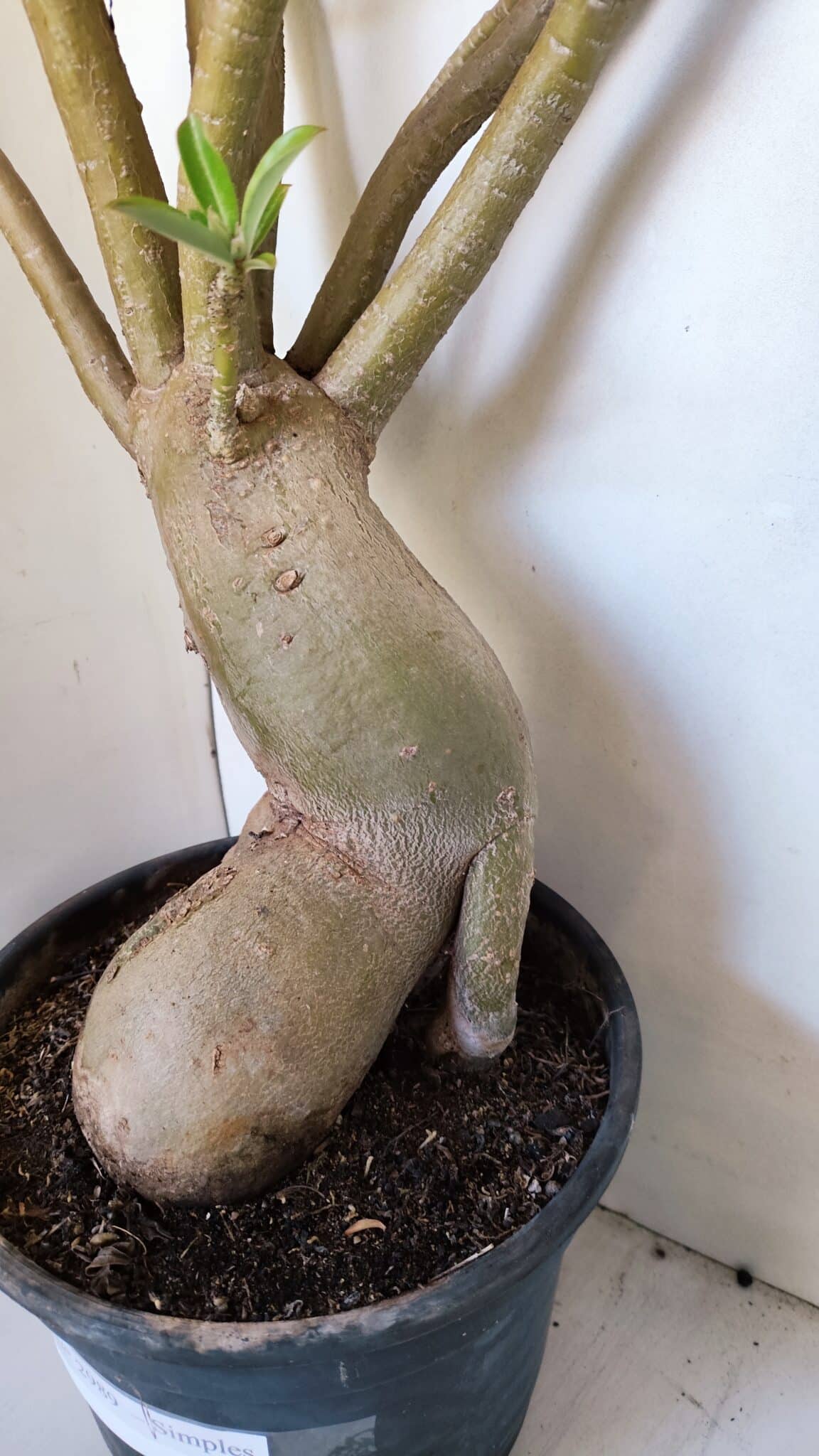 Planta Simples 2989 – 70cm – 05 anos