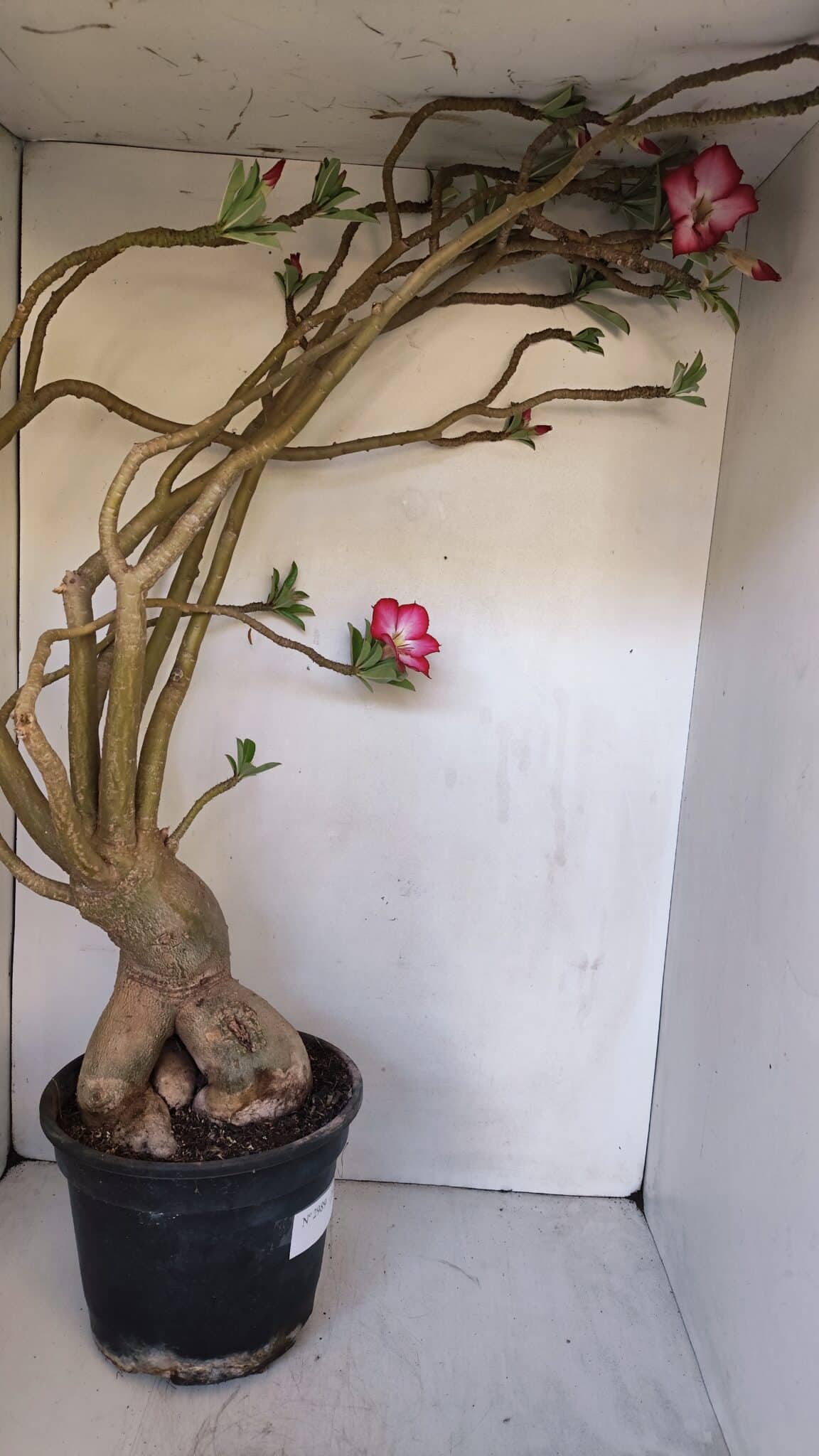 Planta Simples 2989 – 70cm – 05 anos
