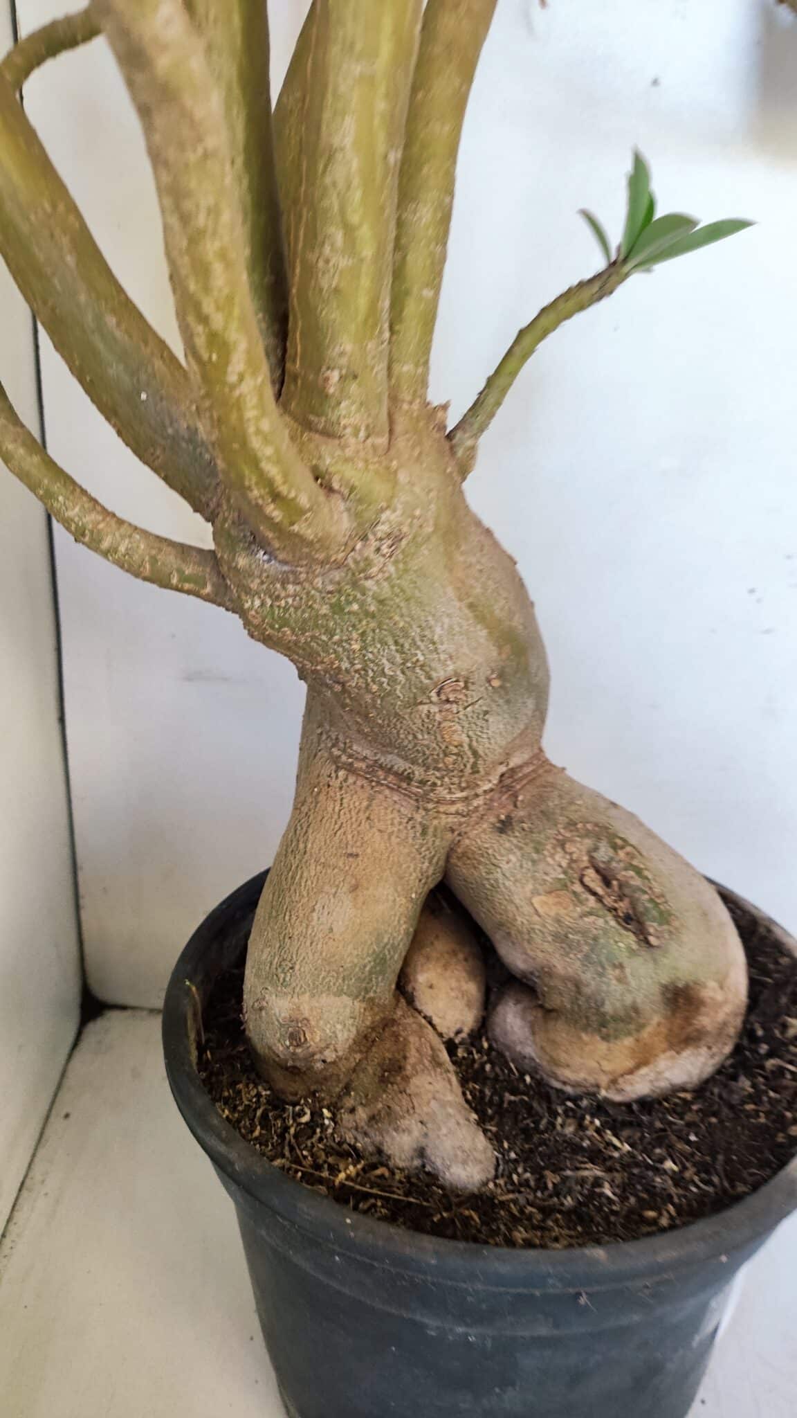 Planta Simples 2989 – 70cm – 05 anos