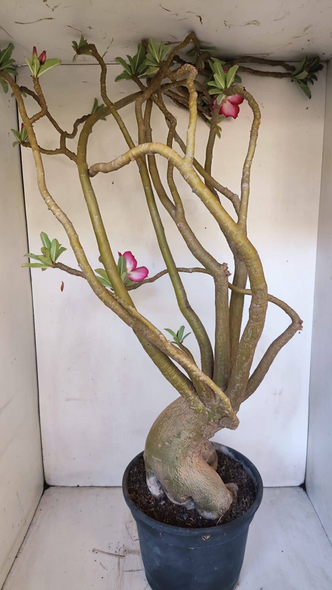 Planta Simples 2989 – 70cm – 05 anos
