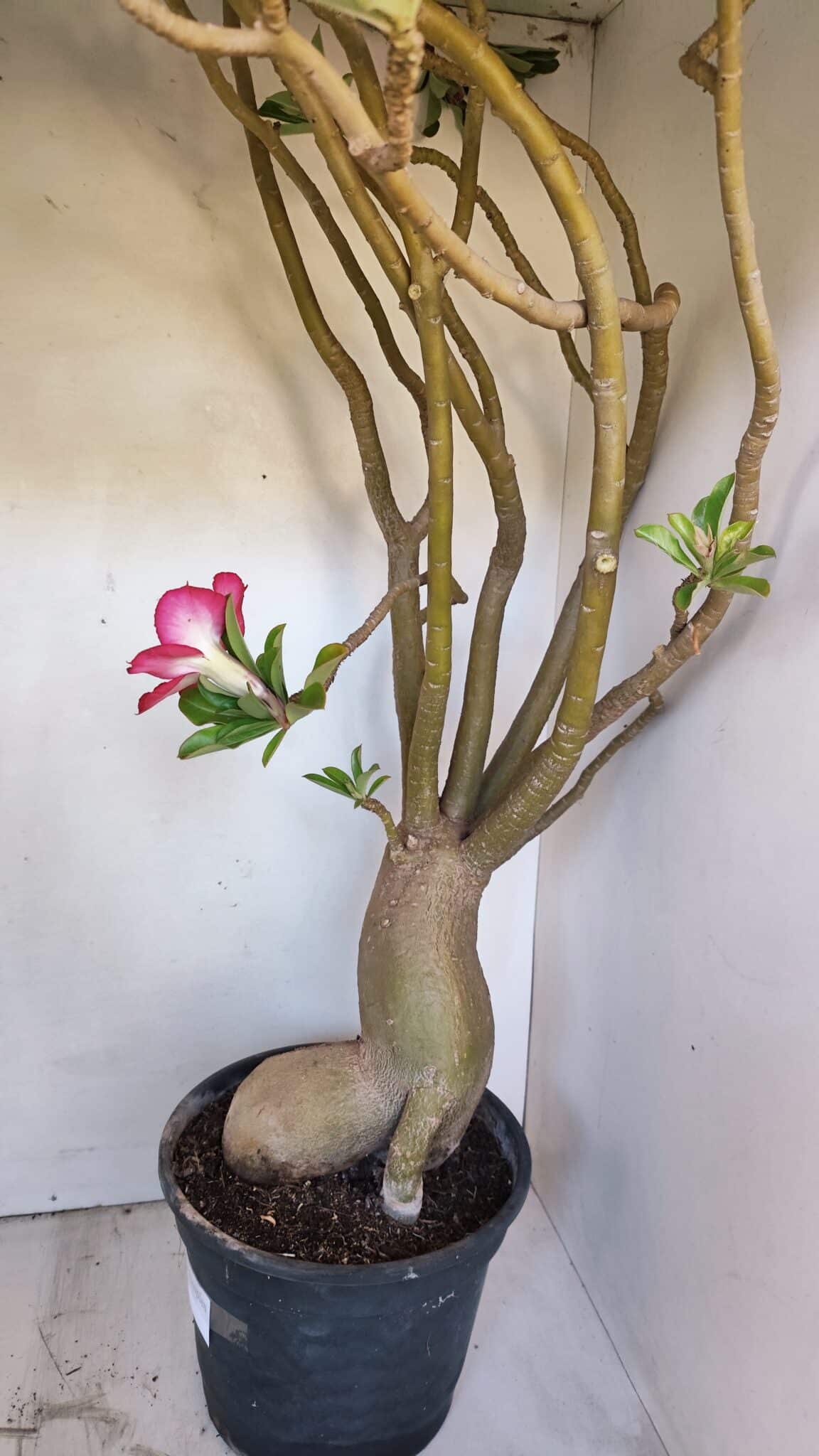 Planta Simples 2989 – 70cm – 05 anos