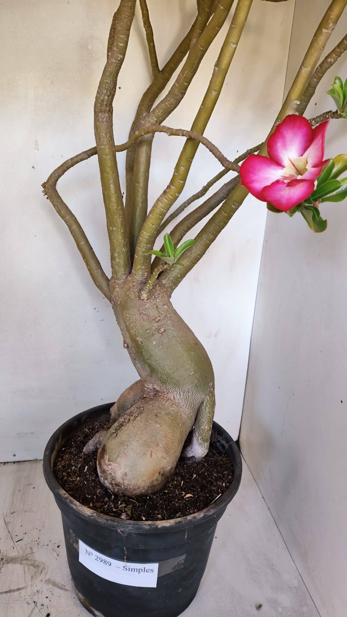 Planta Simples 2989 – 70cm – 05 anos