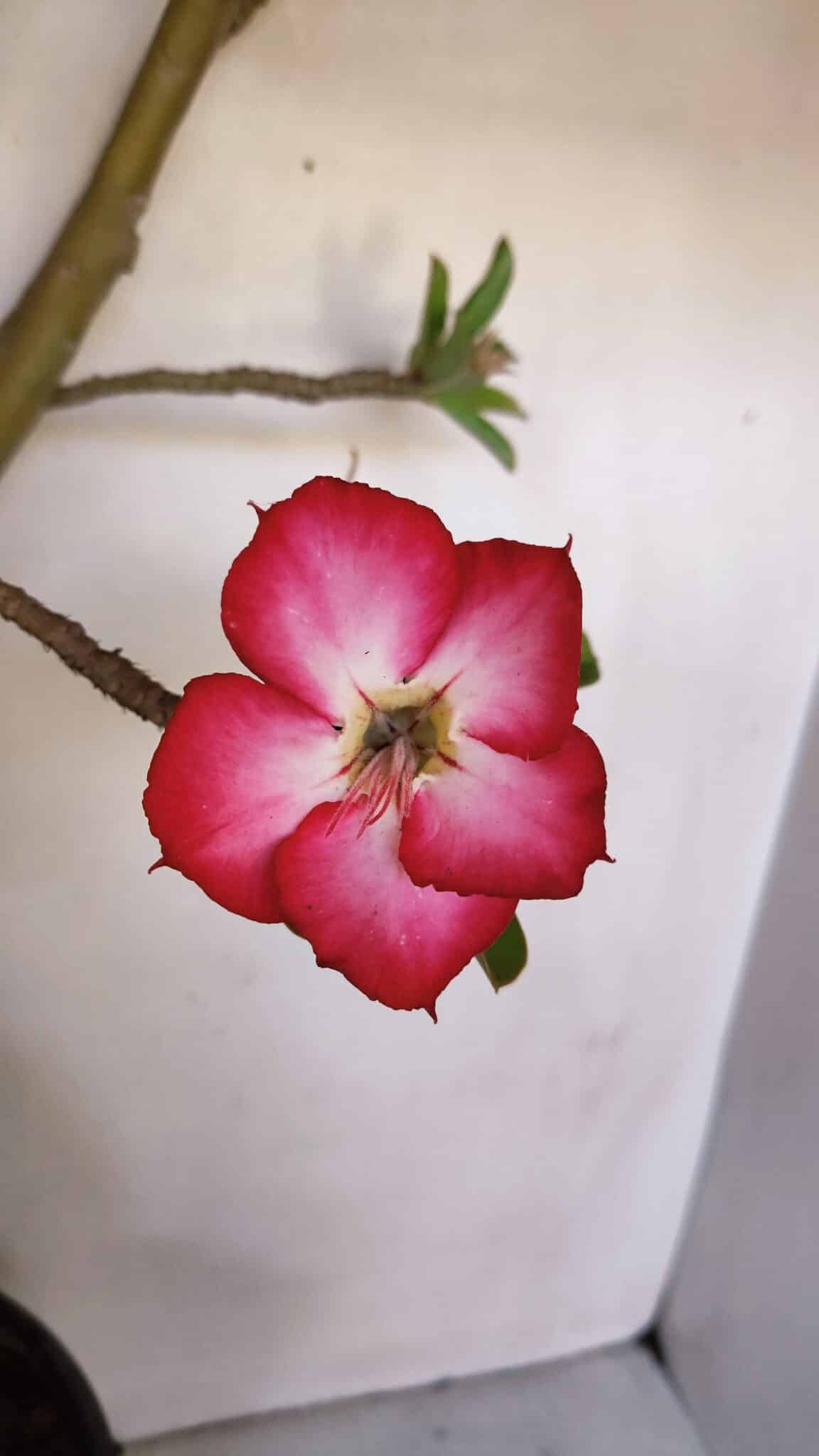Planta Simples 2989 – 70cm – 05 anos