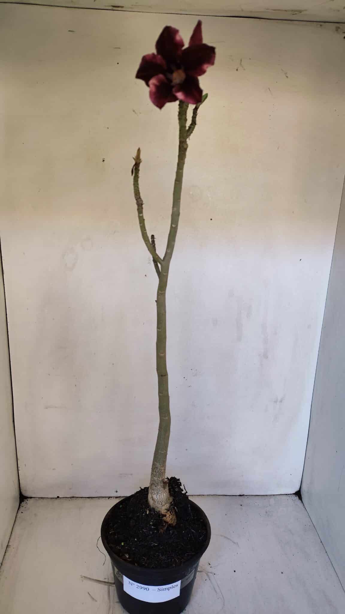 Planta Simples 2990 – 40cm – 03 anos