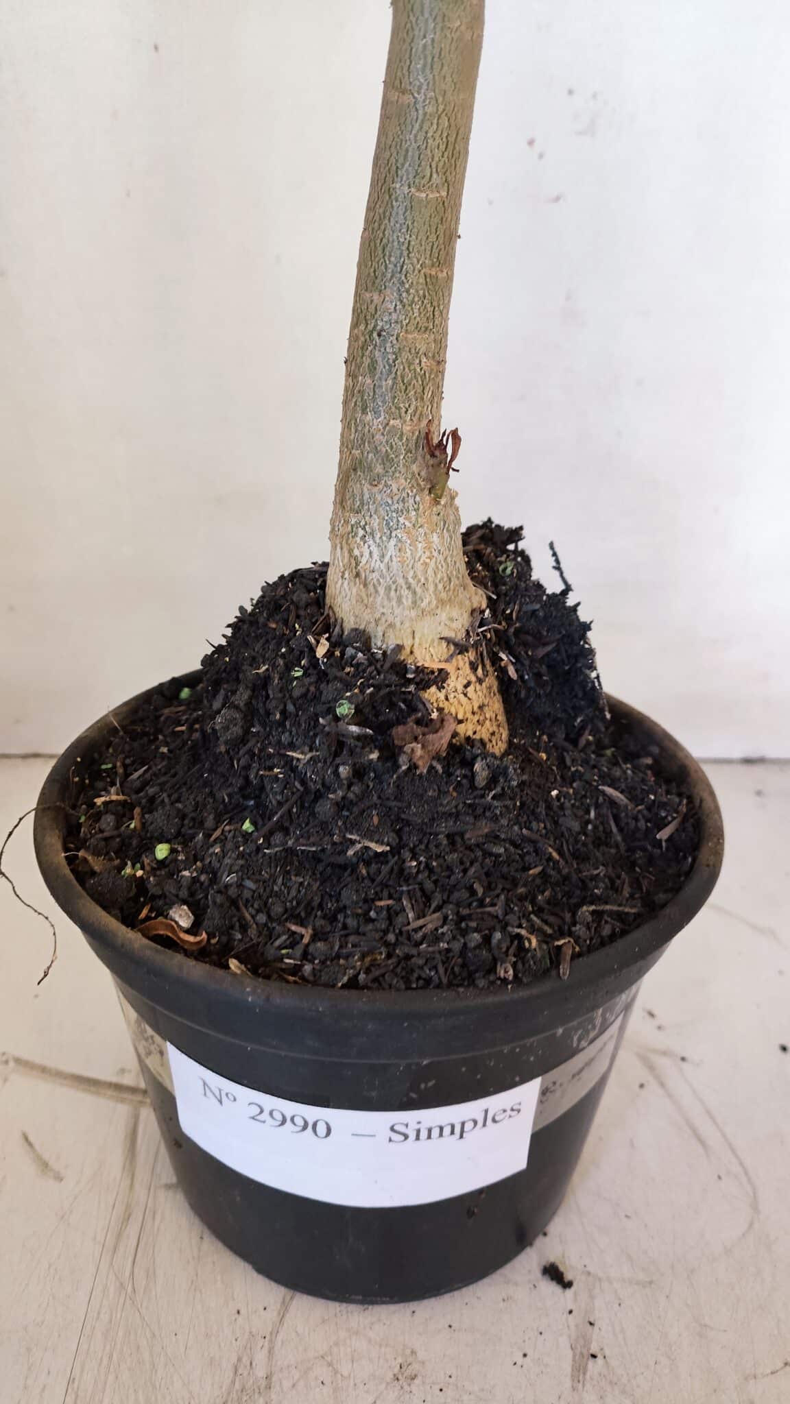 Planta Simples 2990 – 40cm – 03 anos