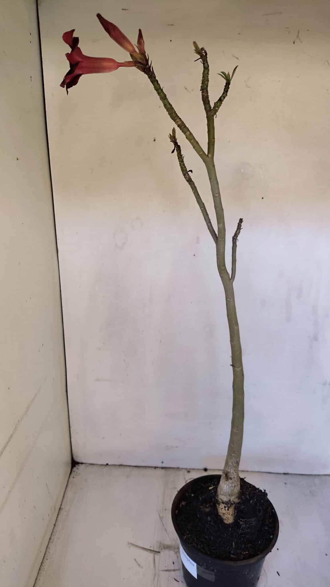Planta Simples 2990 – 40cm – 03 anos