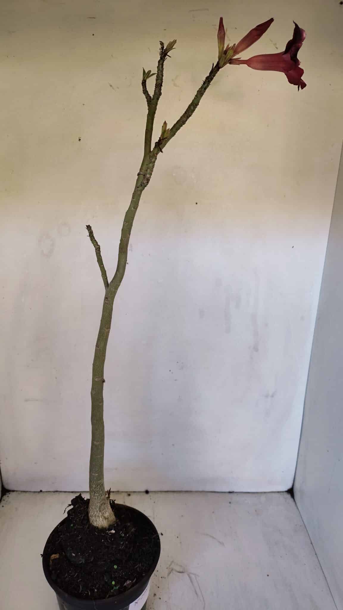 Planta Simples 2990 – 40cm – 03 anos