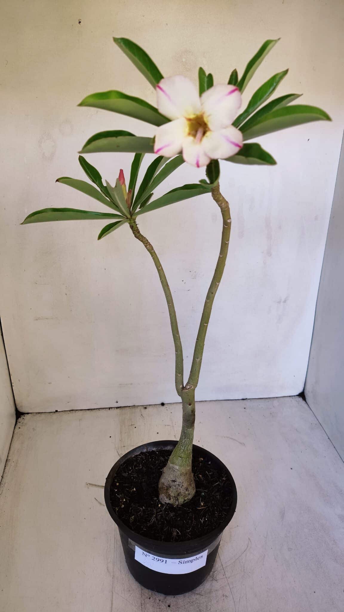 Planta Simples 2991 – 30cm – 03 anos