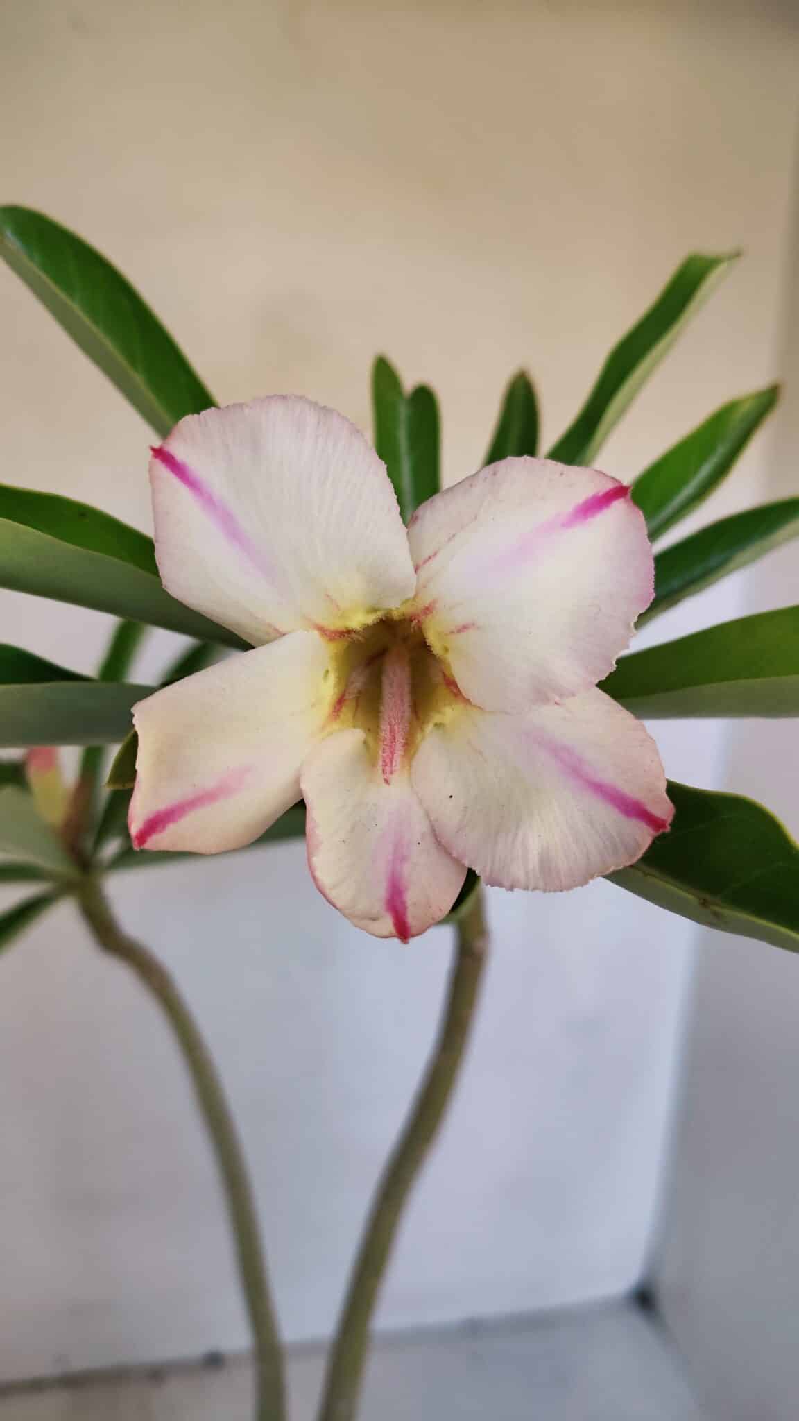 Planta Simples 2991 – 30cm – 03 anos