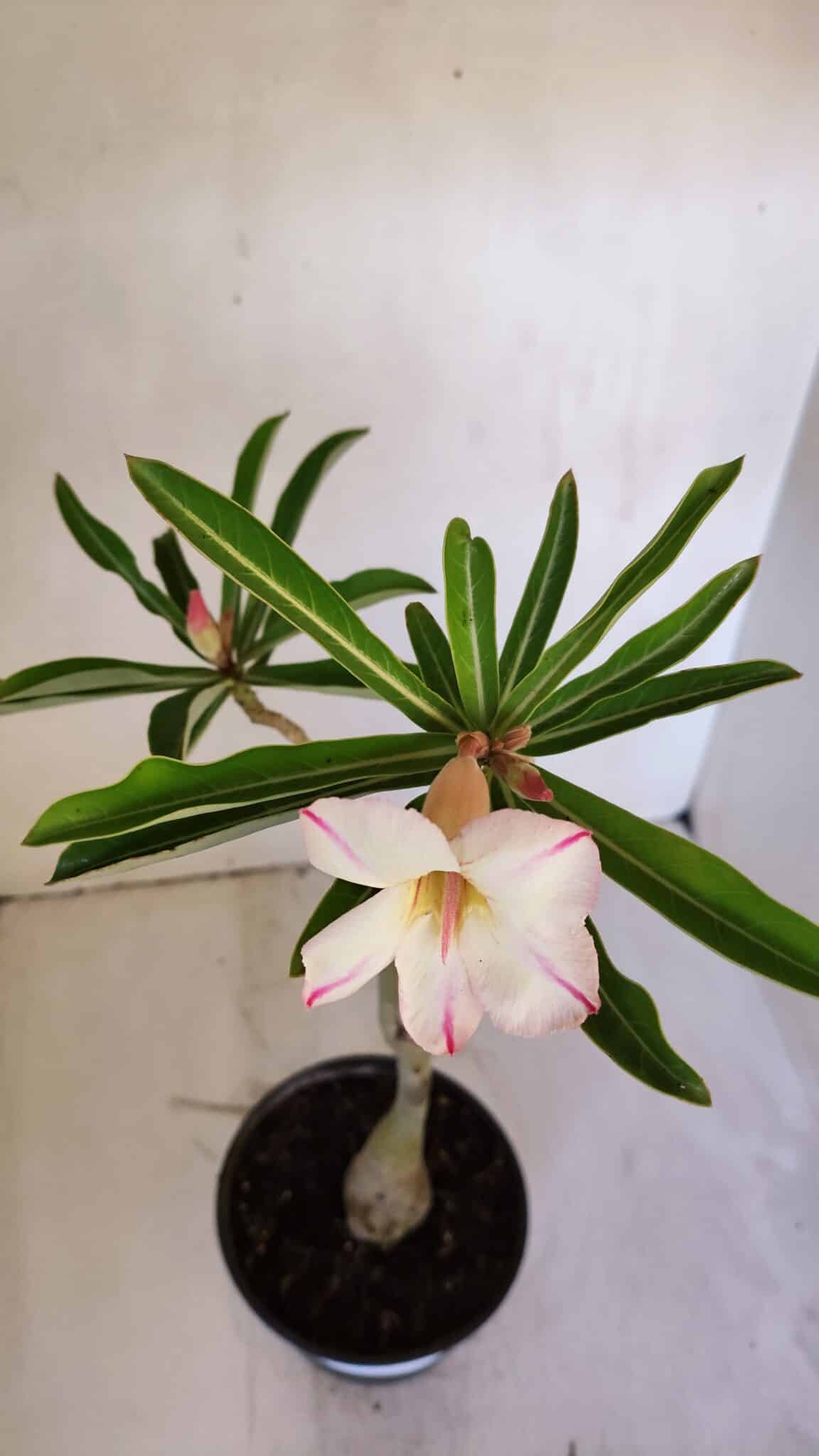 Planta Simples 2991 – 30cm – 03 anos