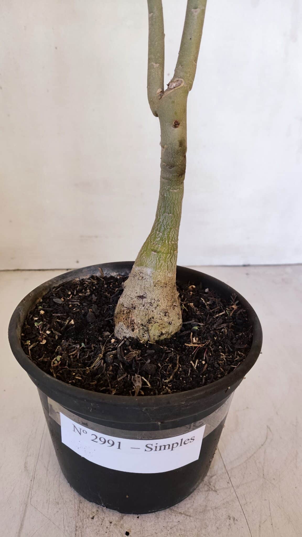 Planta Simples 2991 – 30cm – 03 anos