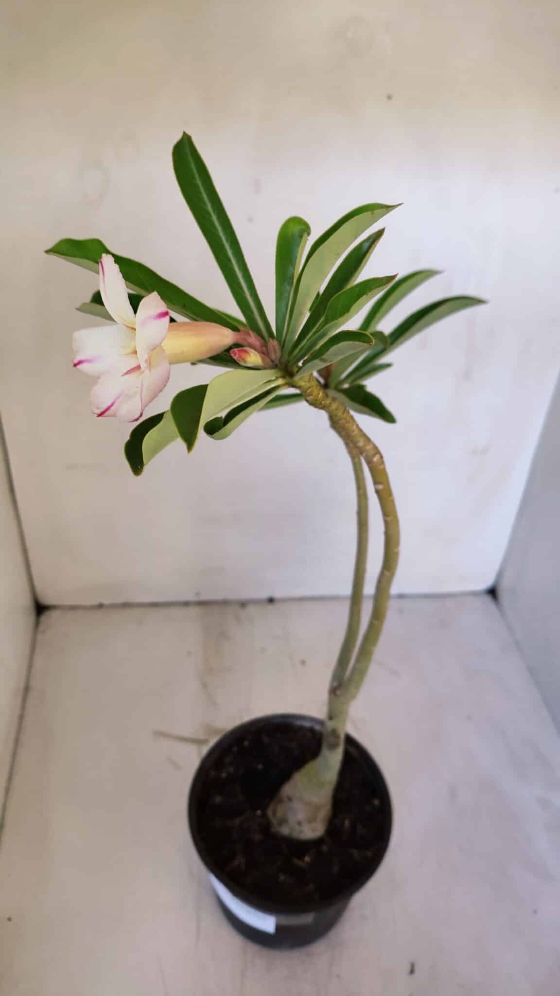 Planta Simples 2991 – 30cm – 03 anos
