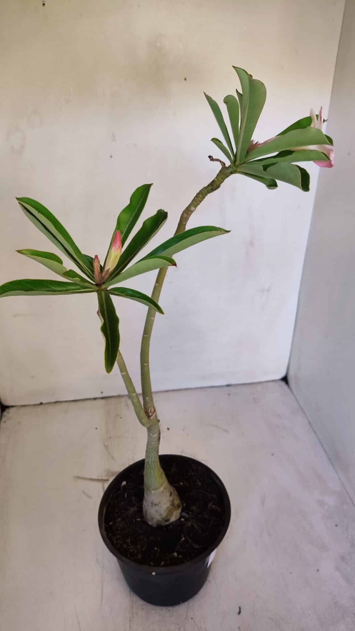Planta Simples 2991 – 30cm – 03 anos
