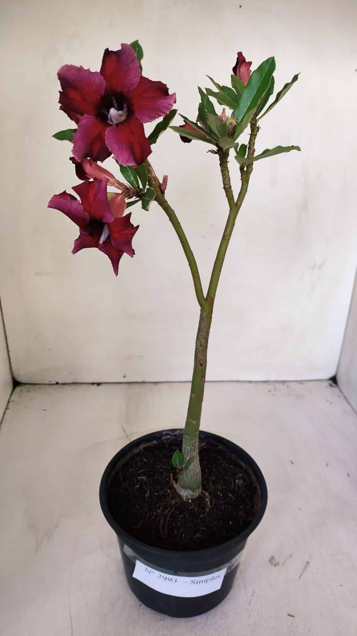 Planta Simples 2993 – 30cm – 02 anos