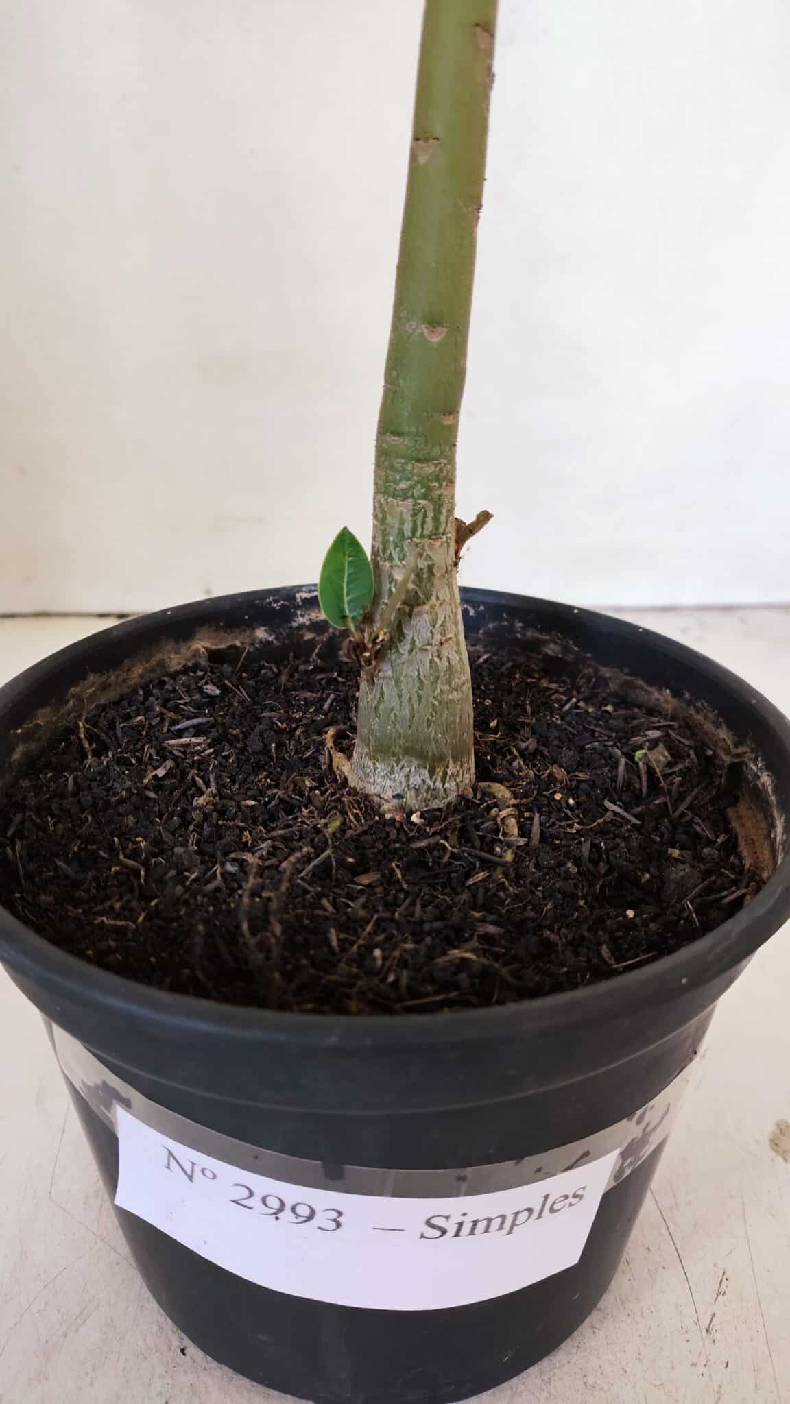 Planta Simples 2993 – 30cm – 02 anos