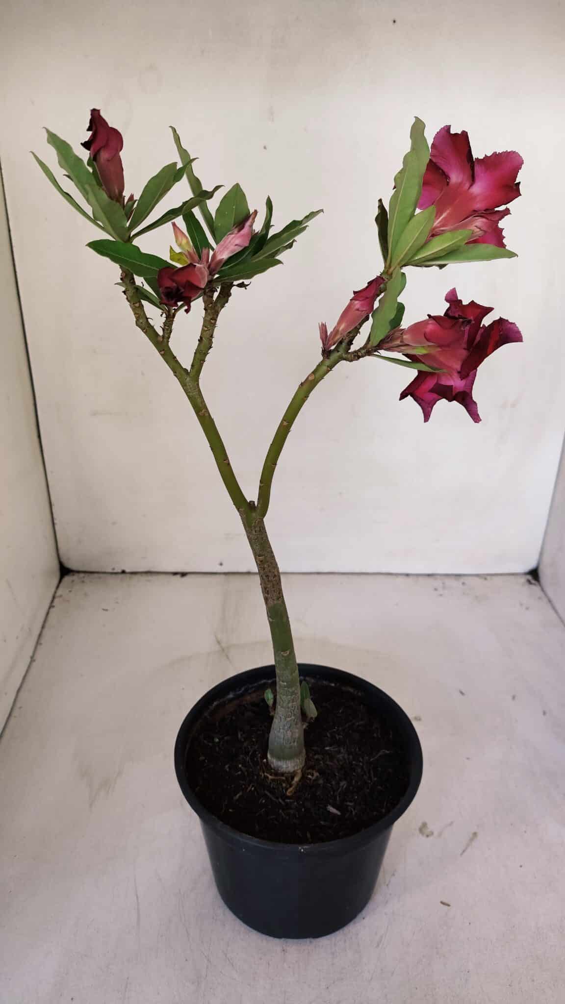 Planta Simples 2993 – 30cm – 02 anos