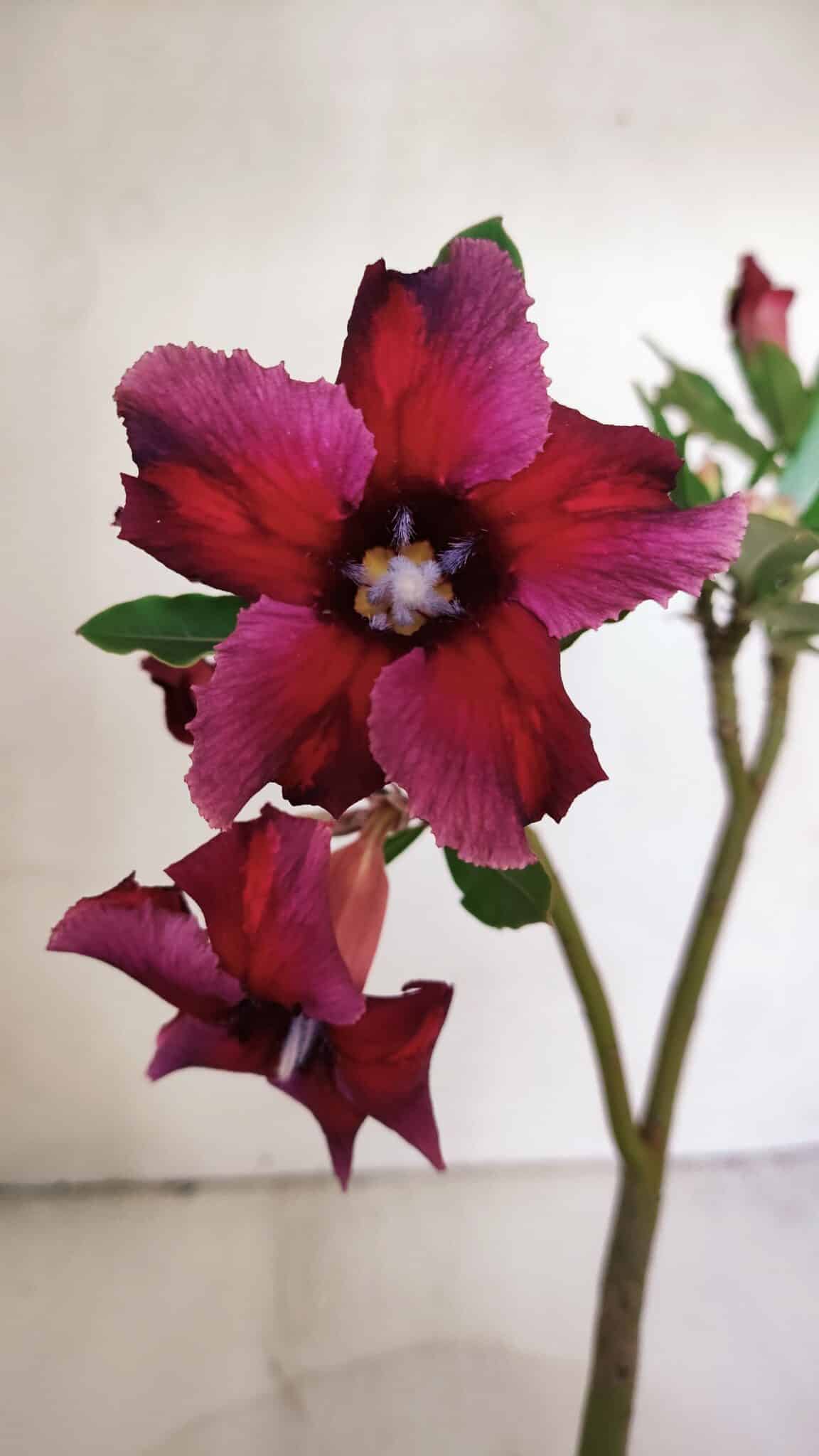 Planta Simples 2993 – 30cm – 02 anos