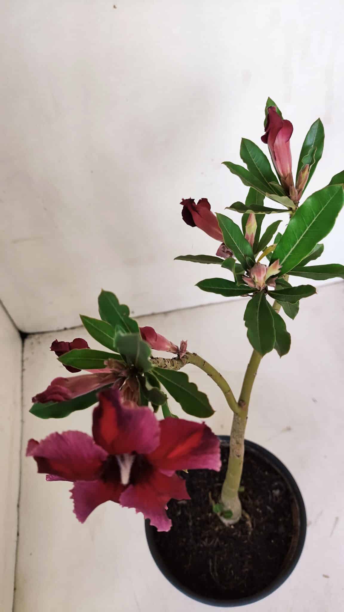 Planta Simples 2993 – 30cm – 02 anos