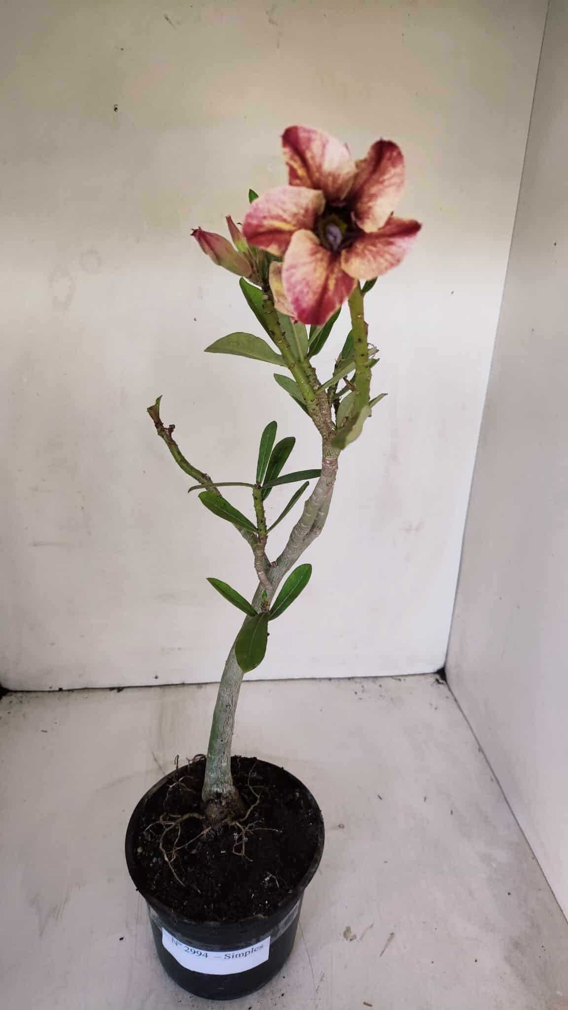Planta Simples 2994 – 35cm – 03 anos