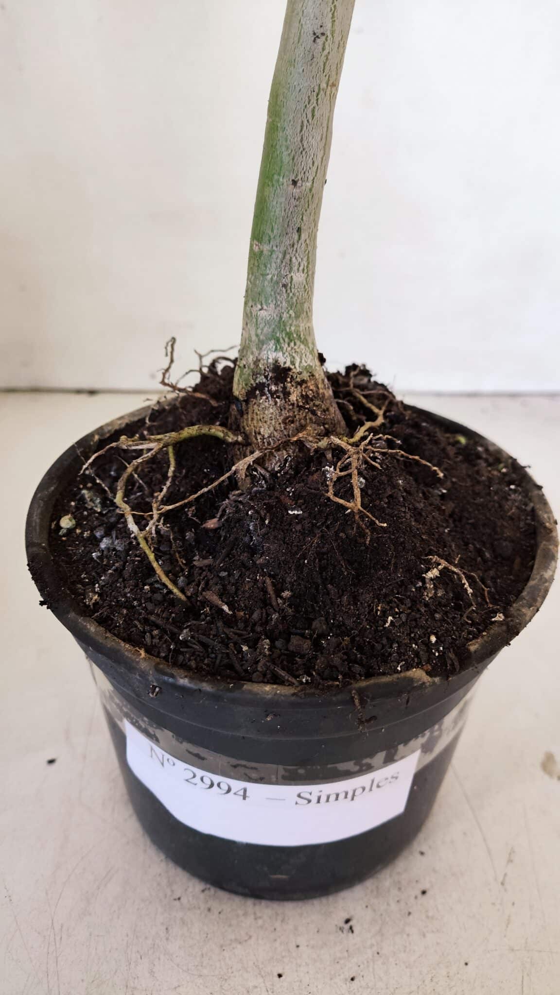 Planta Simples 2994 – 35cm – 03 anos