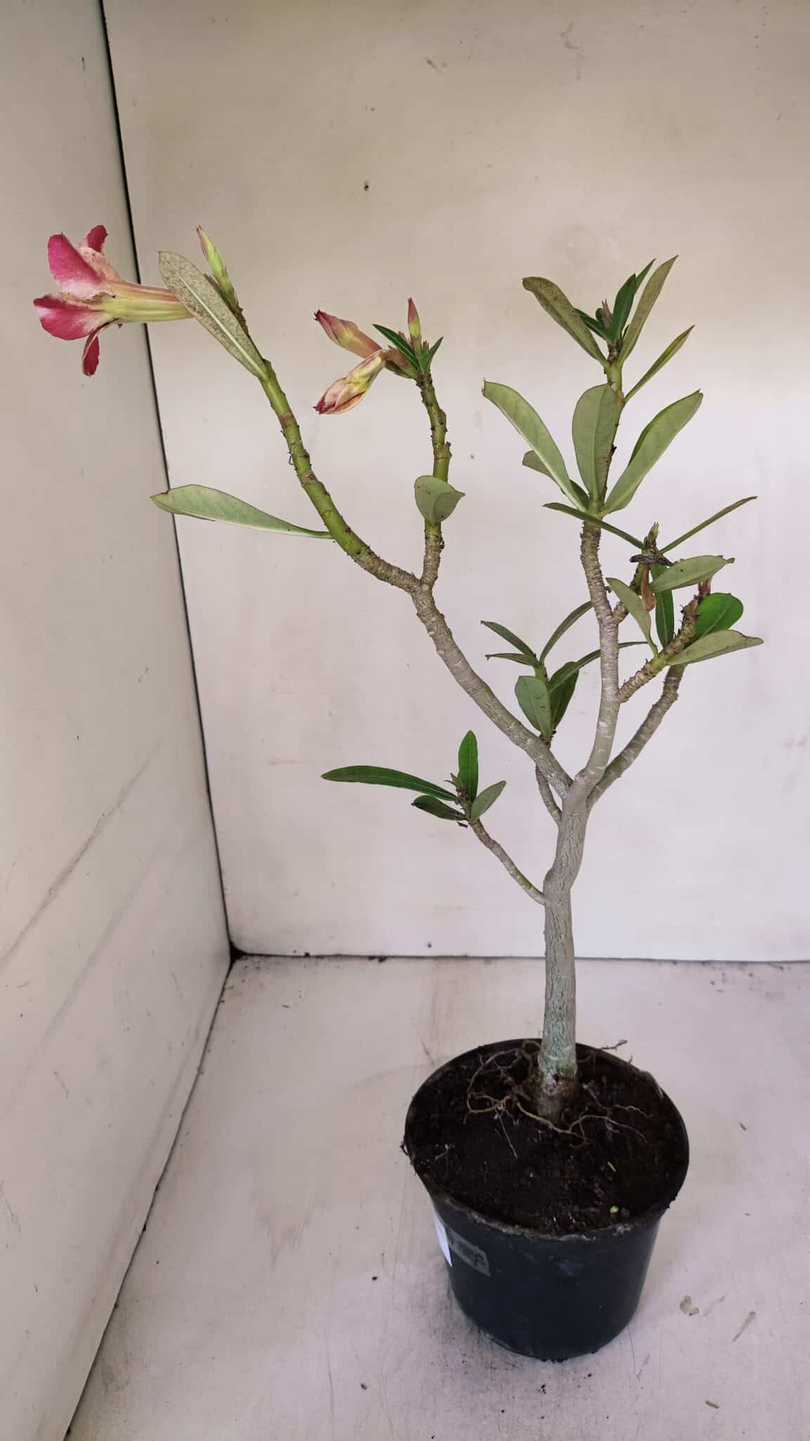 Planta Simples 2994 – 35cm – 03 anos