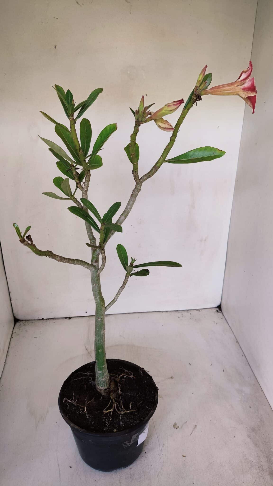 Planta Simples 2994 – 35cm – 03 anos