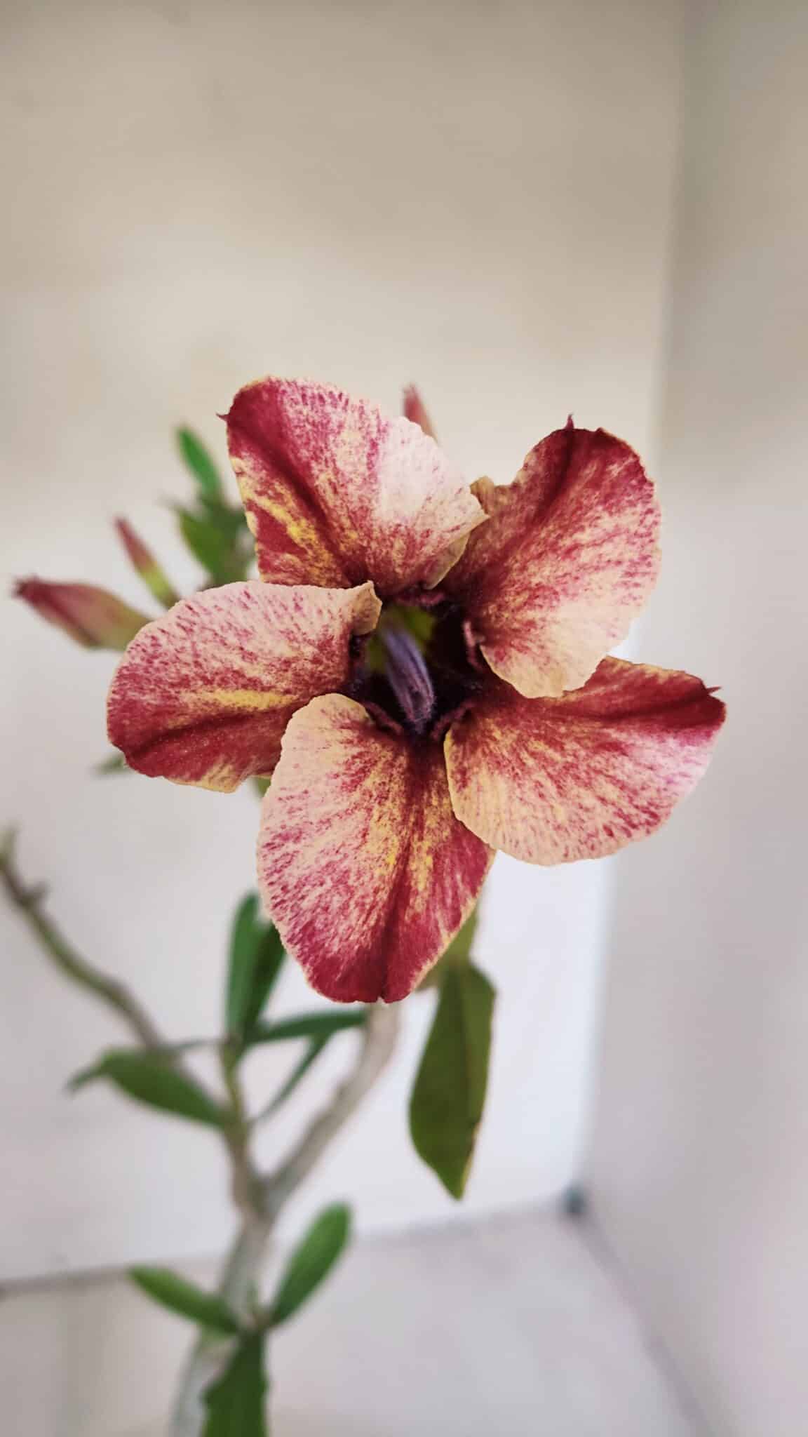 Planta Simples 2994 – 35cm – 03 anos