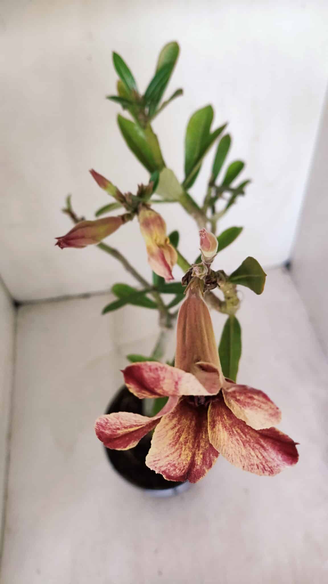 Planta Simples 2994 – 35cm – 03 anos