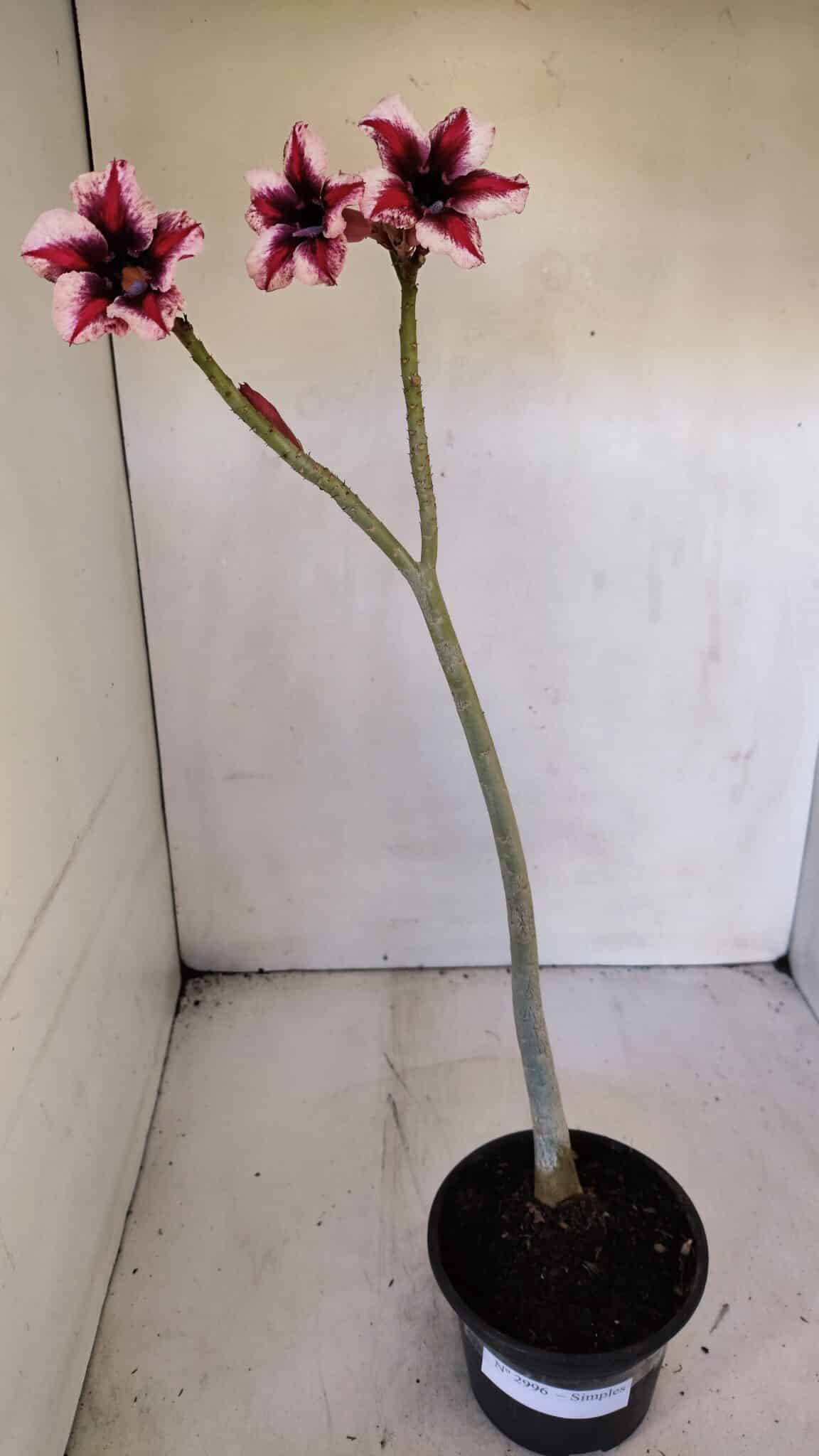 Planta Simples 2996 (2) – 30cm – 02 anos