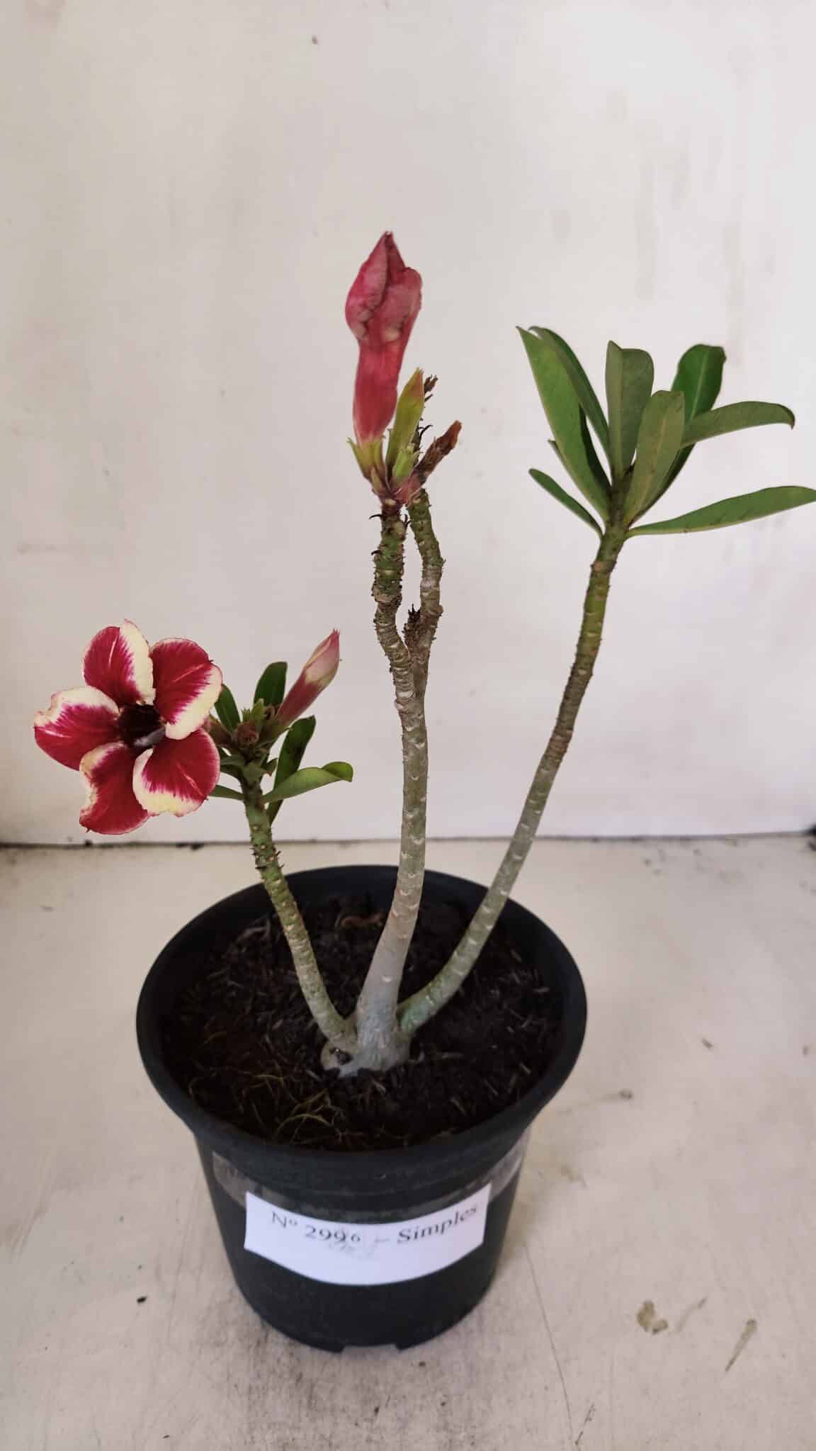 Planta Simples 2996 – 30cm – 02 anos