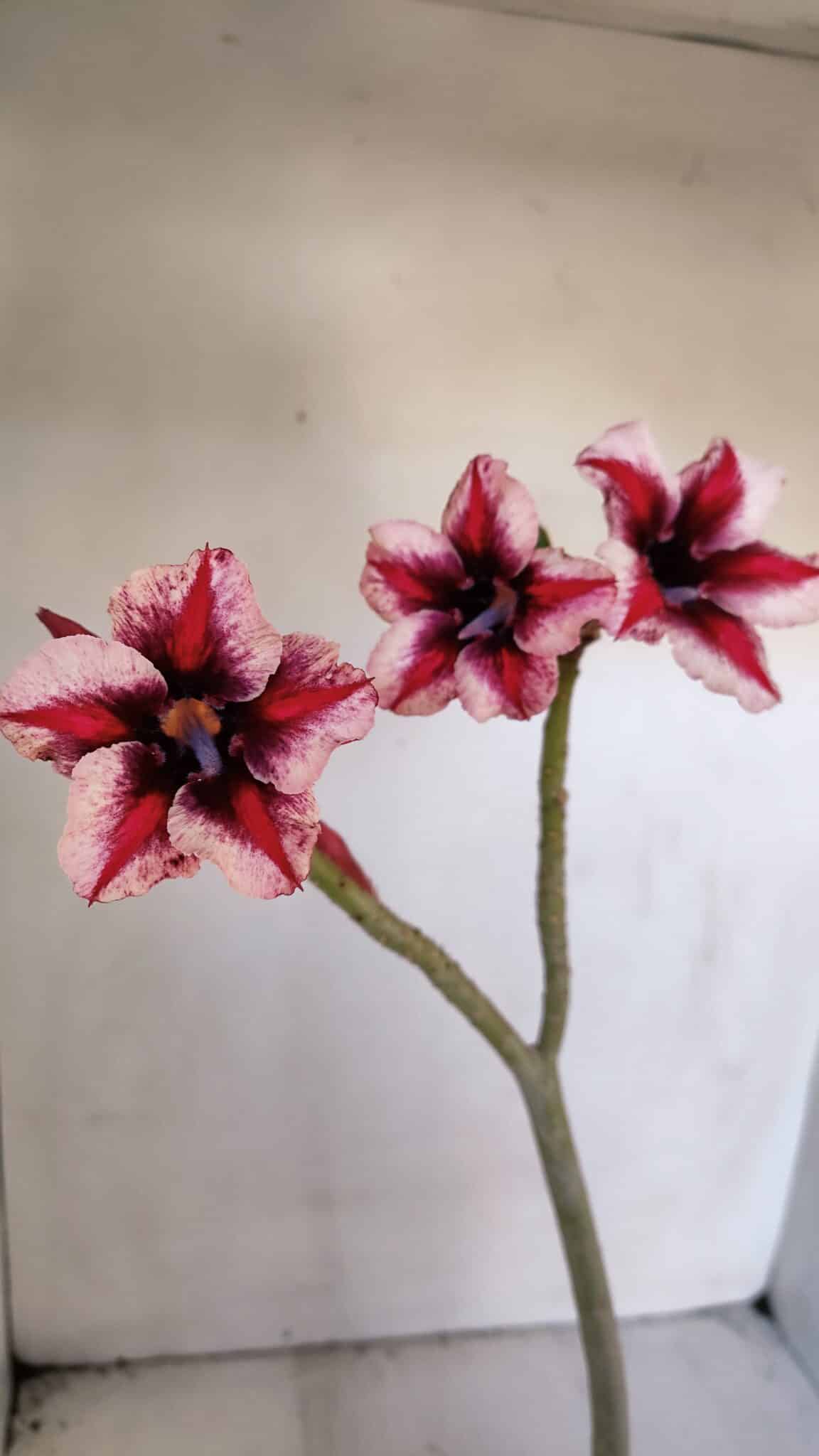 Planta Simples 2996 (2) – 30cm – 02 anos