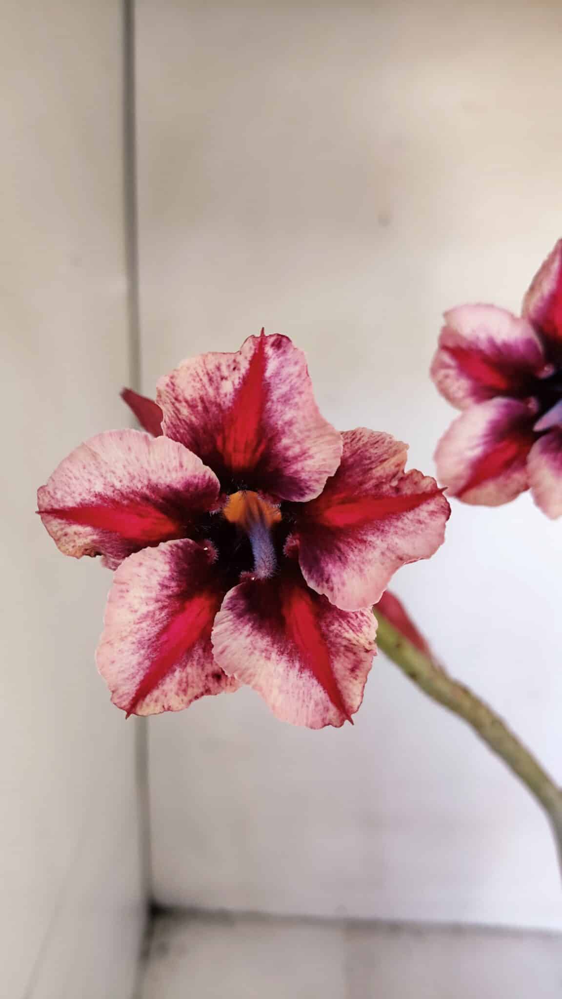 Planta Simples 2996 (2) – 30cm – 02 anos