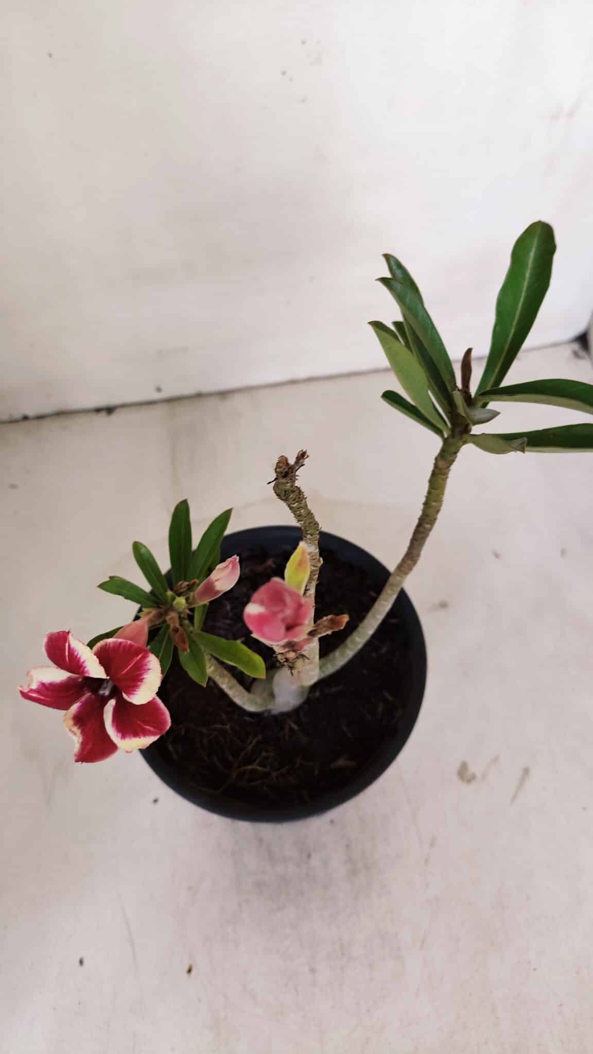 Planta Simples 2996 – 30cm – 02 anos