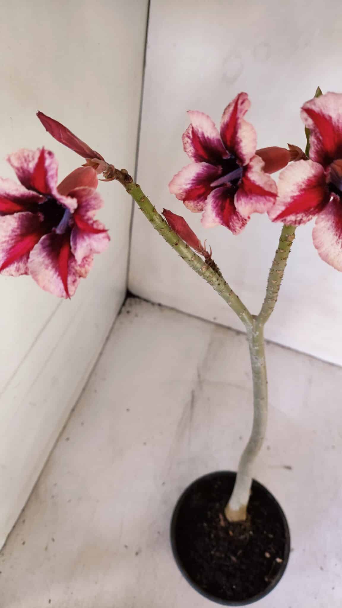 Planta Simples 2996 (2) – 30cm – 02 anos