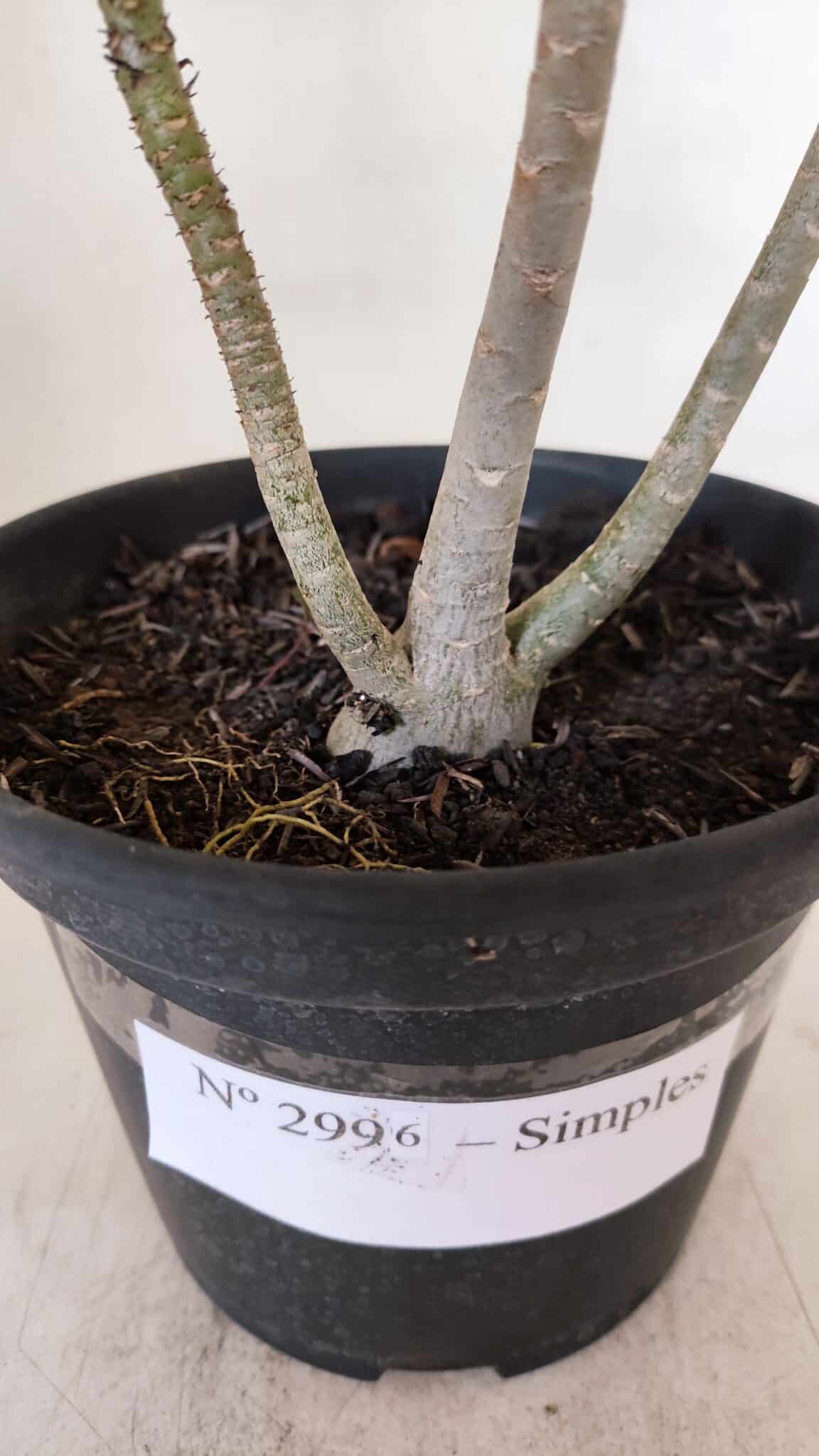 Planta Simples 2996 – 30cm – 02 anos
