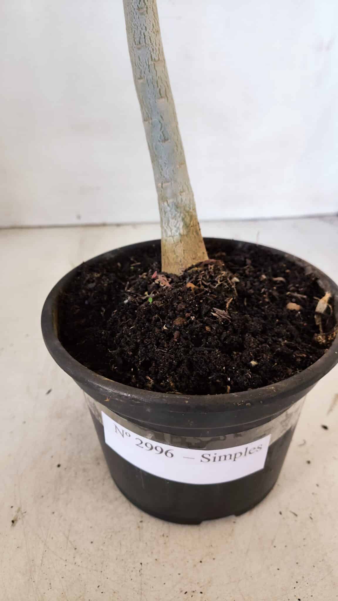 Planta Simples 2996 (2) – 30cm – 02 anos