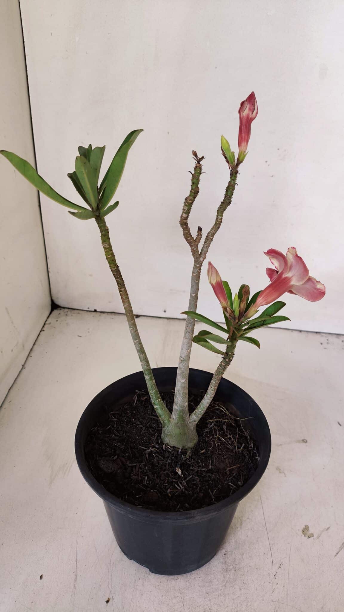 Planta Simples 2996 – 30cm – 02 anos