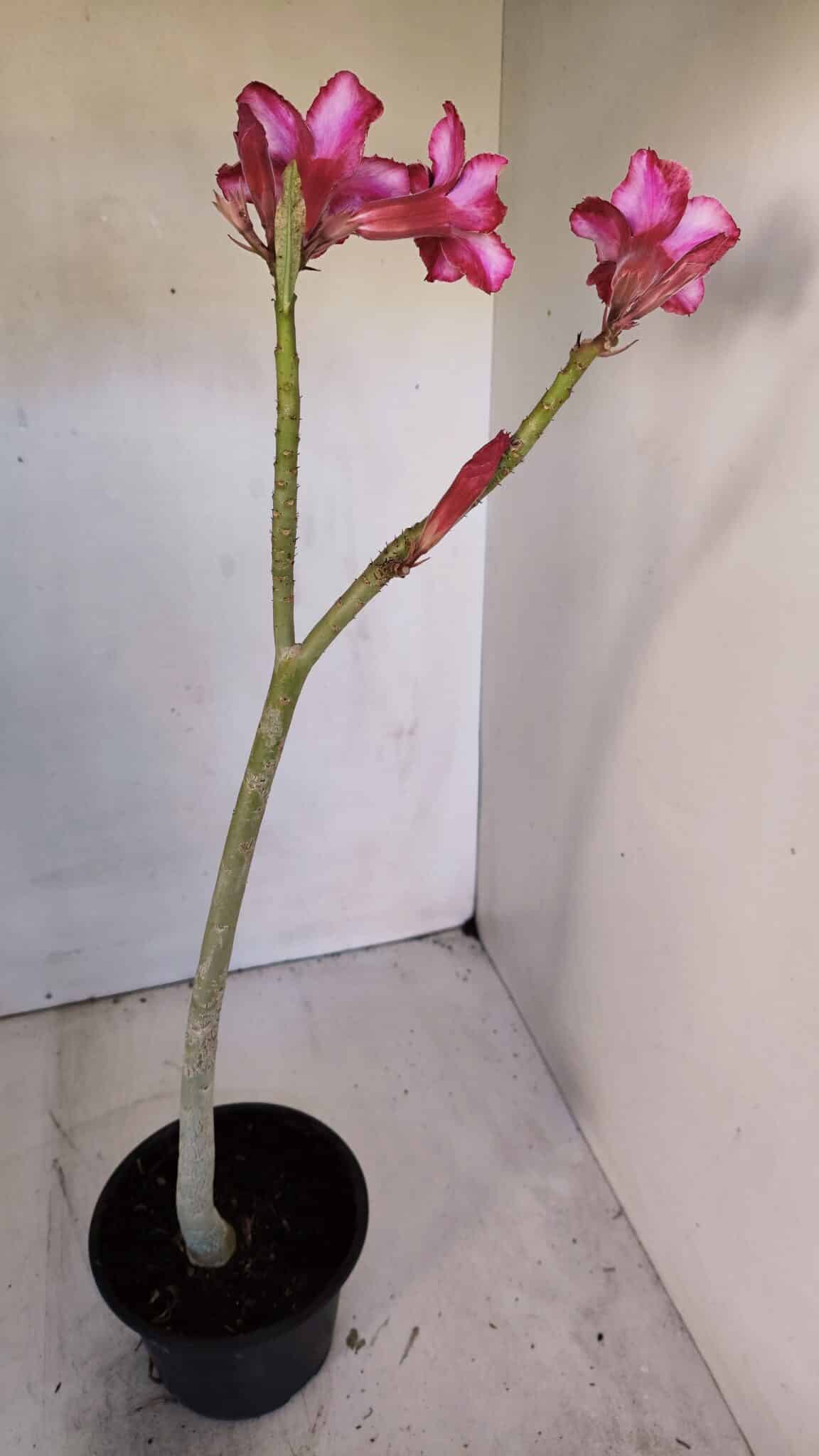 Planta Simples 2996 (2) – 30cm – 02 anos