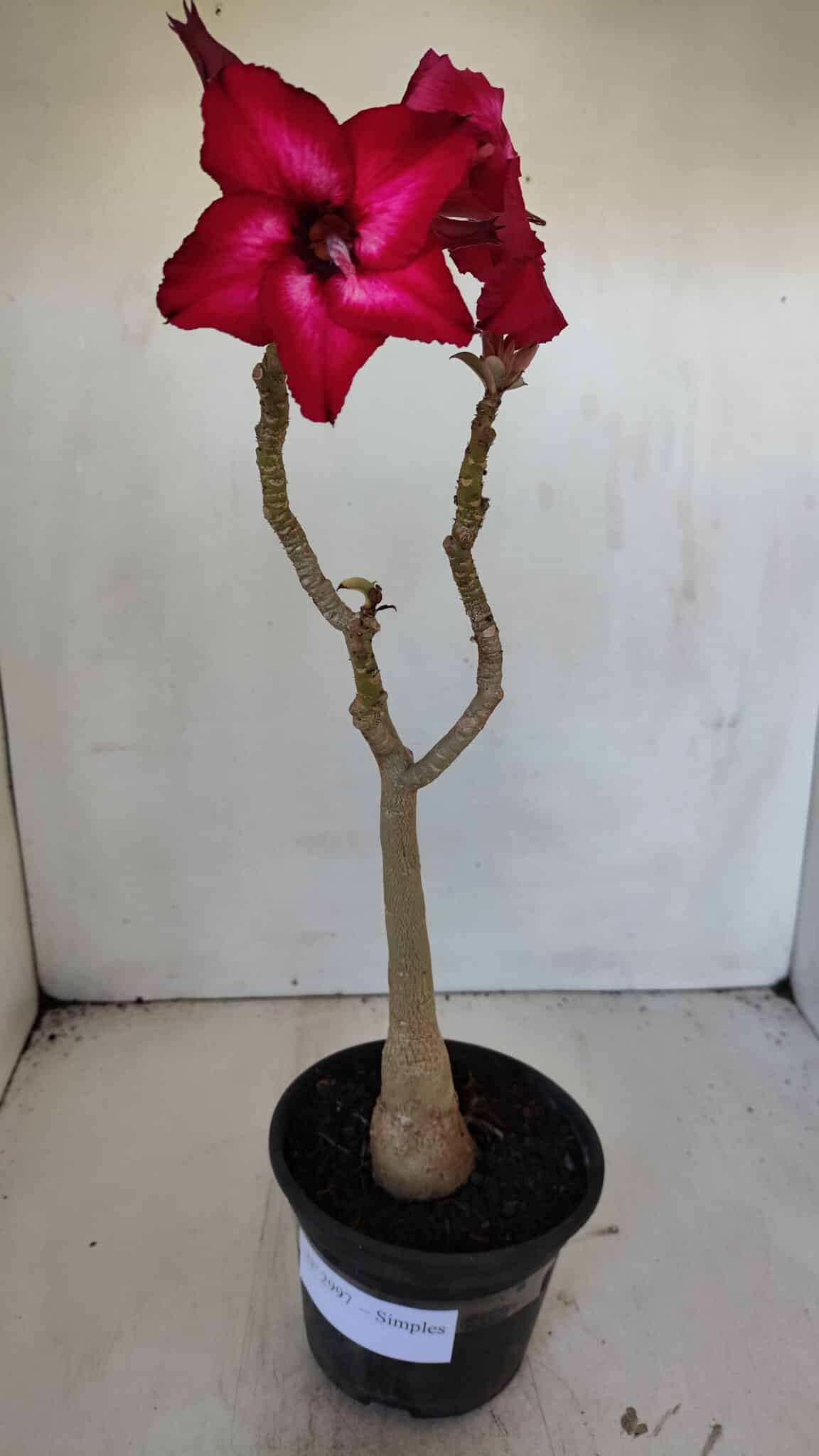 Planta Simples 2997 (2) – 30cm – 02 anos - imagem 2