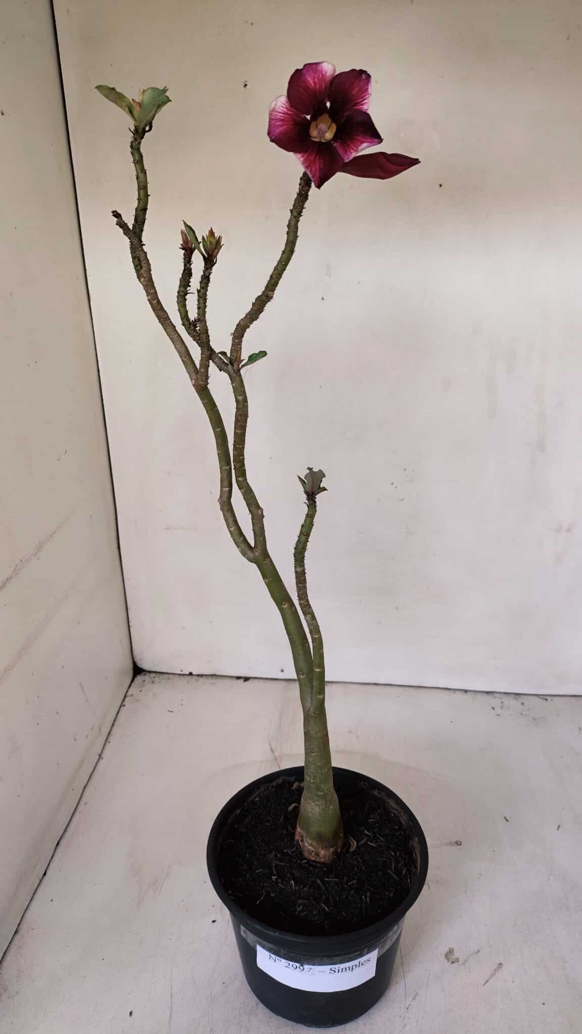 Planta Simples 2997 – 35cm – 03 anos - imagem 2