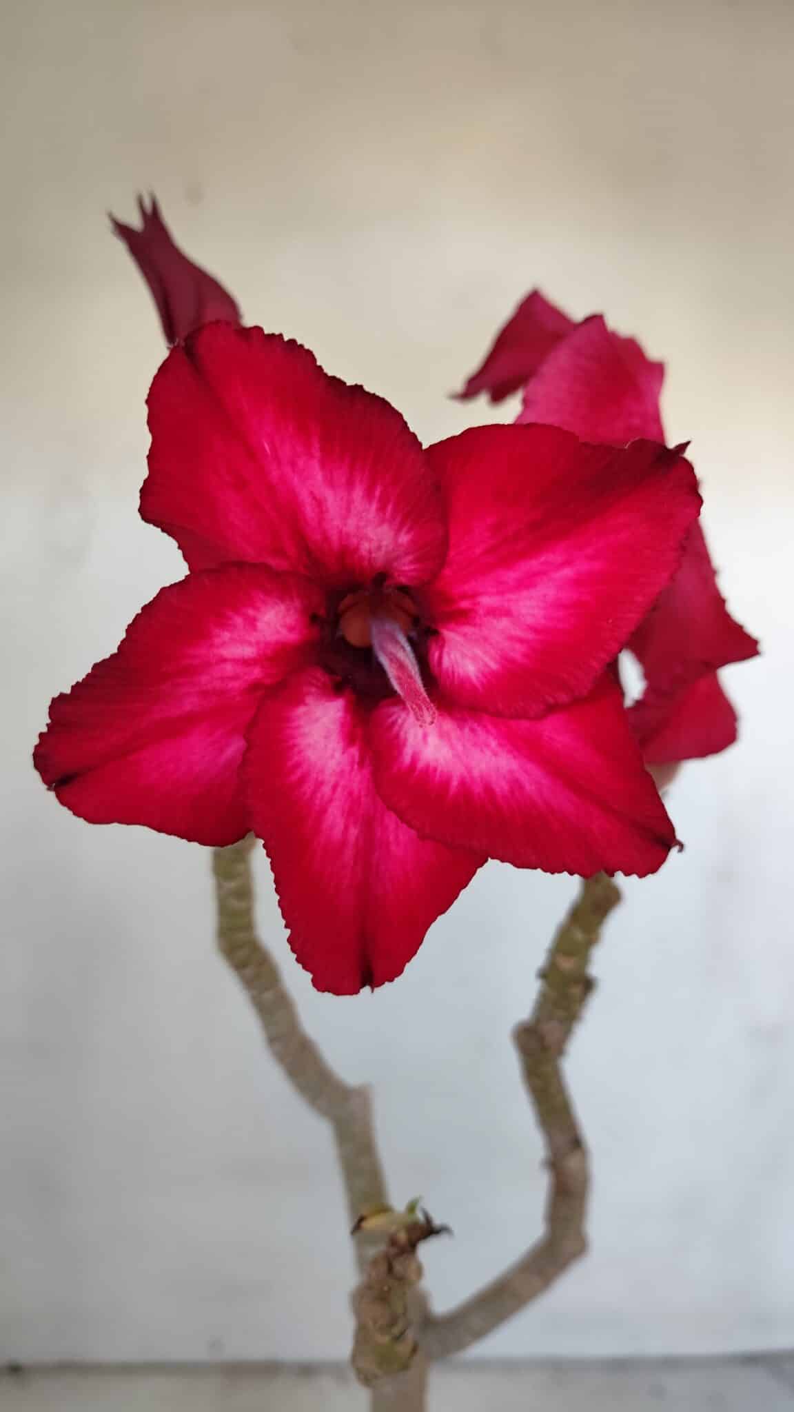 Planta Simples 2997 (2) – 30cm – 02 anos - imagem 3