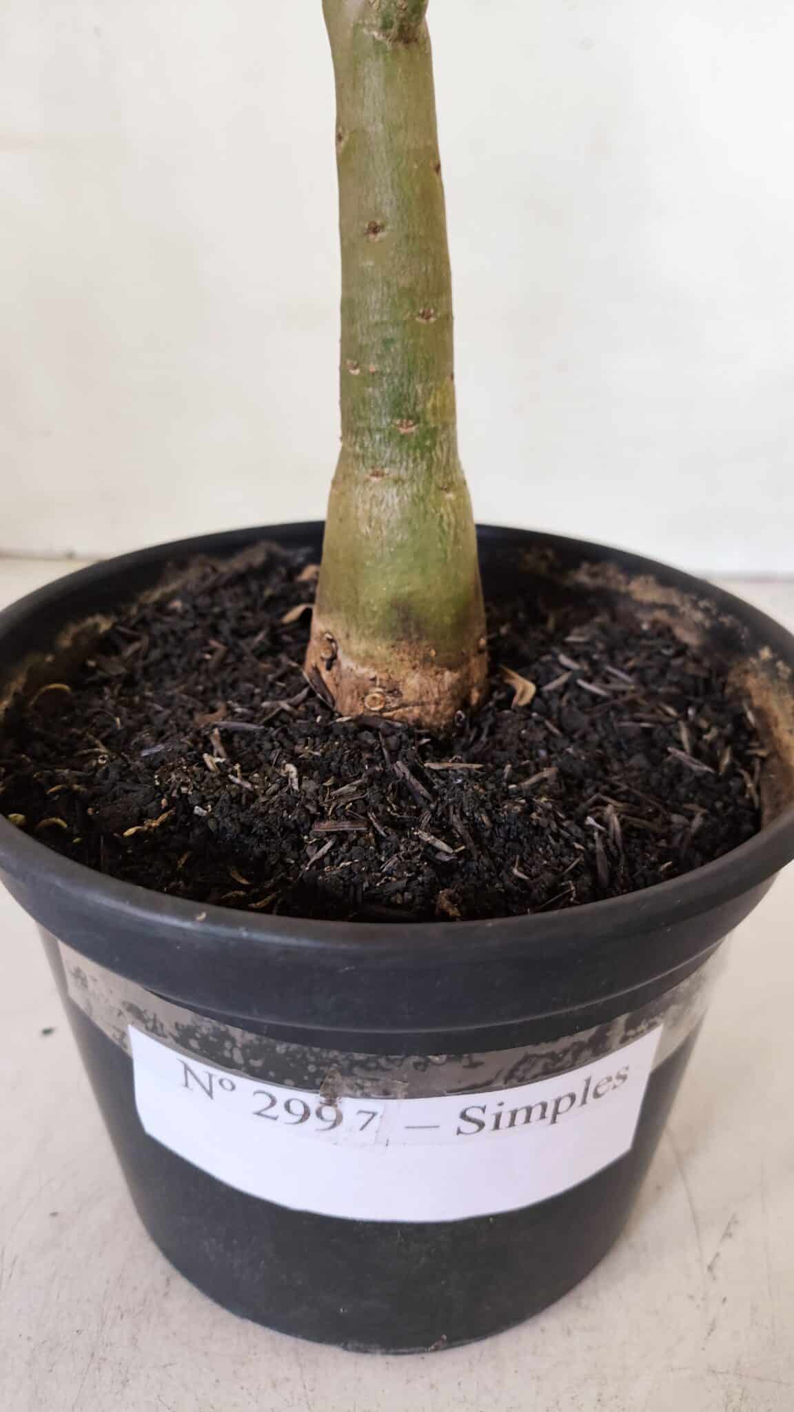 Planta Simples 2997 – 35cm – 03 anos - imagem 6