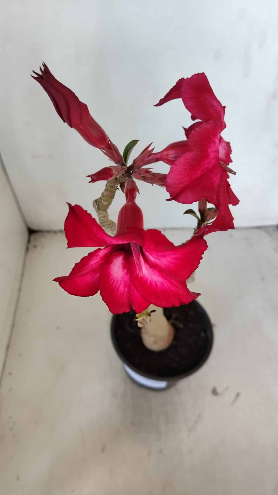 Planta Simples 2997 (2) – 30cm – 02 anos - imagem 4