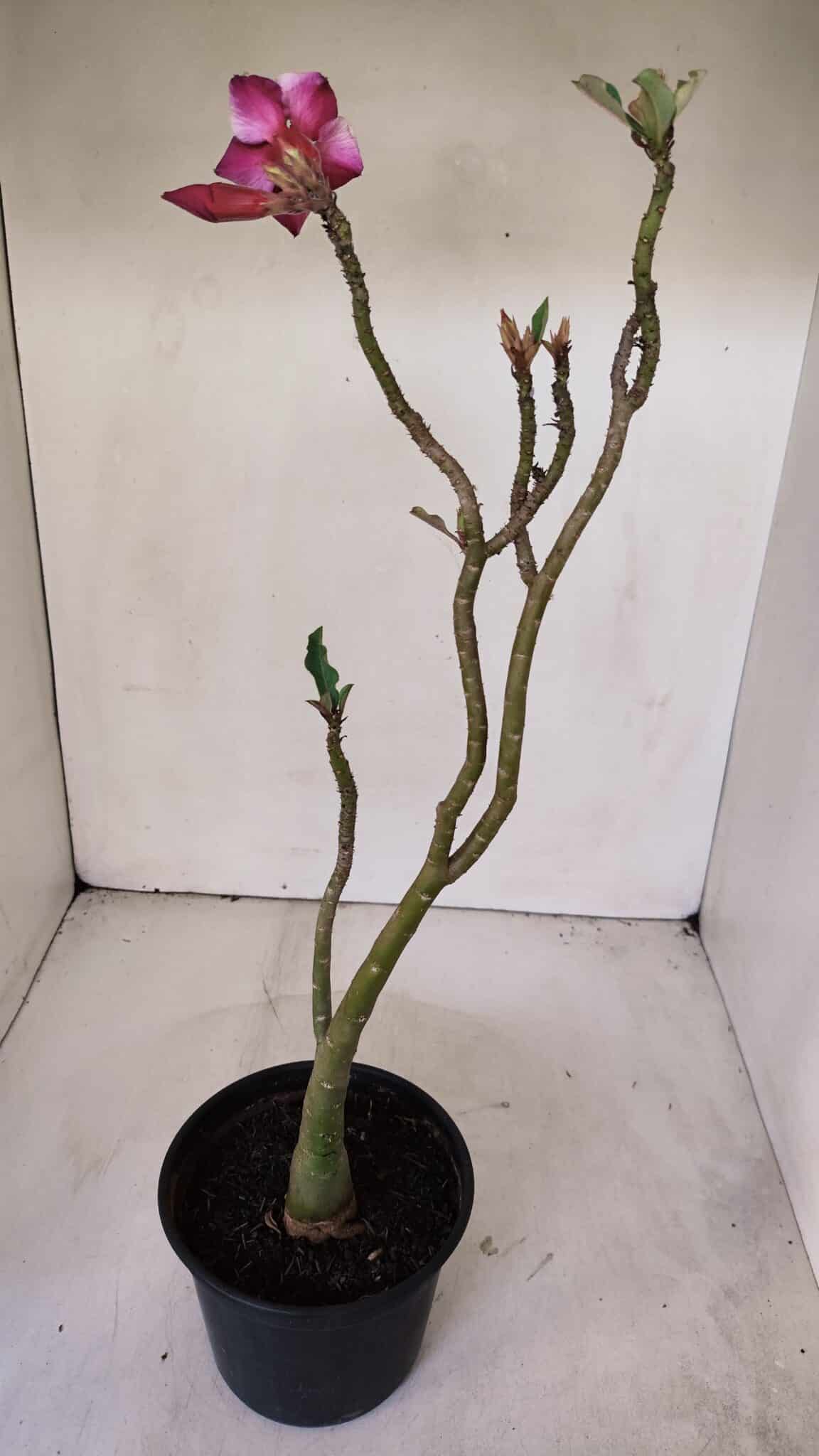 Planta Simples 2997 – 35cm – 03 anos - imagem 5