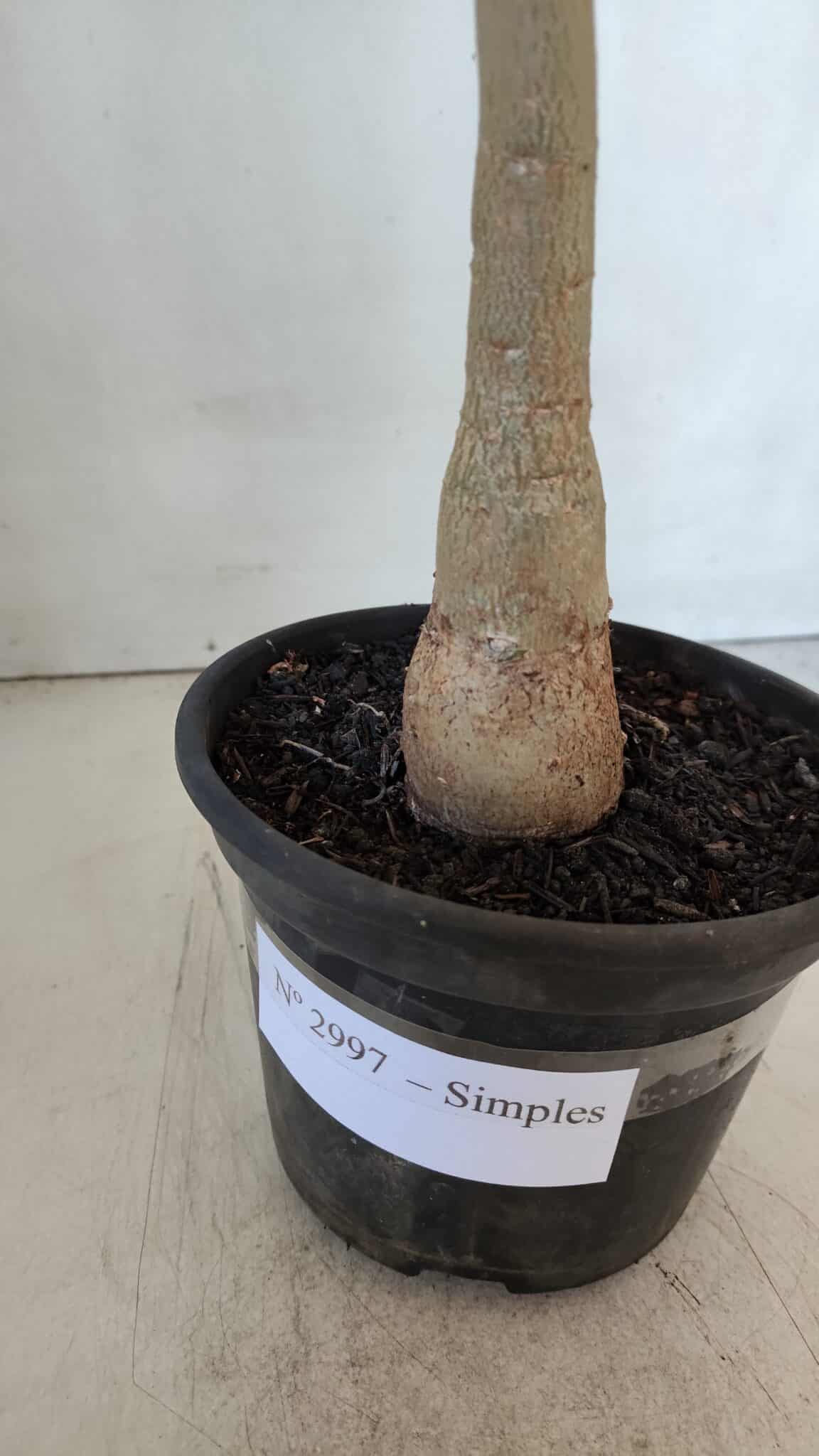 Planta Simples 2997 (2) – 30cm – 02 anos - imagem 7