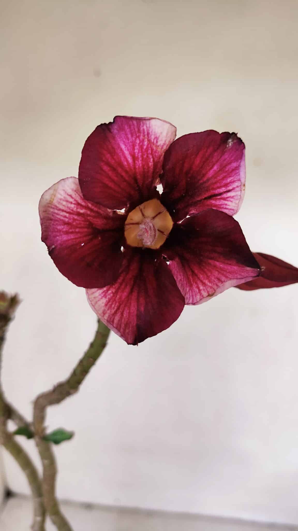 Planta Simples 2997 – 35cm – 03 anos - imagem 3