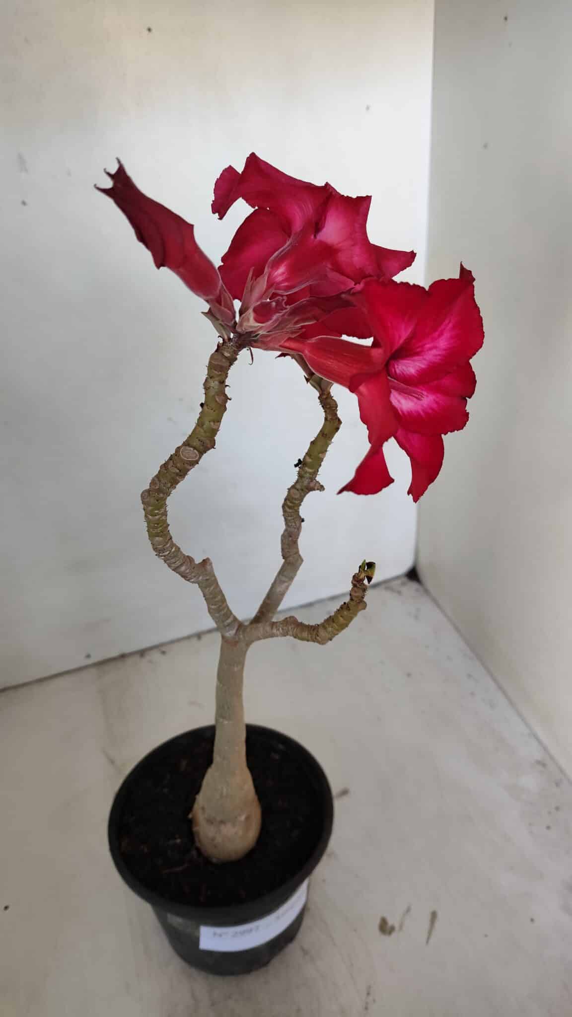 Planta Simples 2997 (2) – 30cm – 02 anos - imagem 6