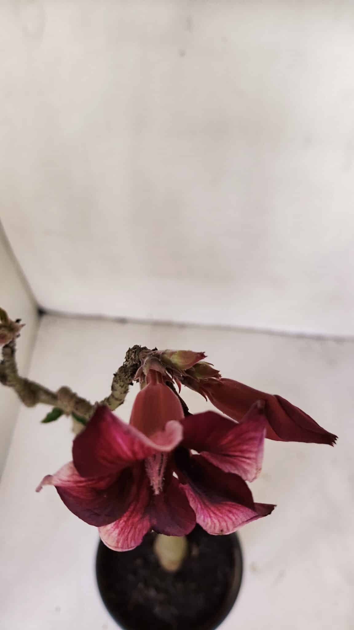 Planta Simples 2997 – 35cm – 03 anos - imagem 4