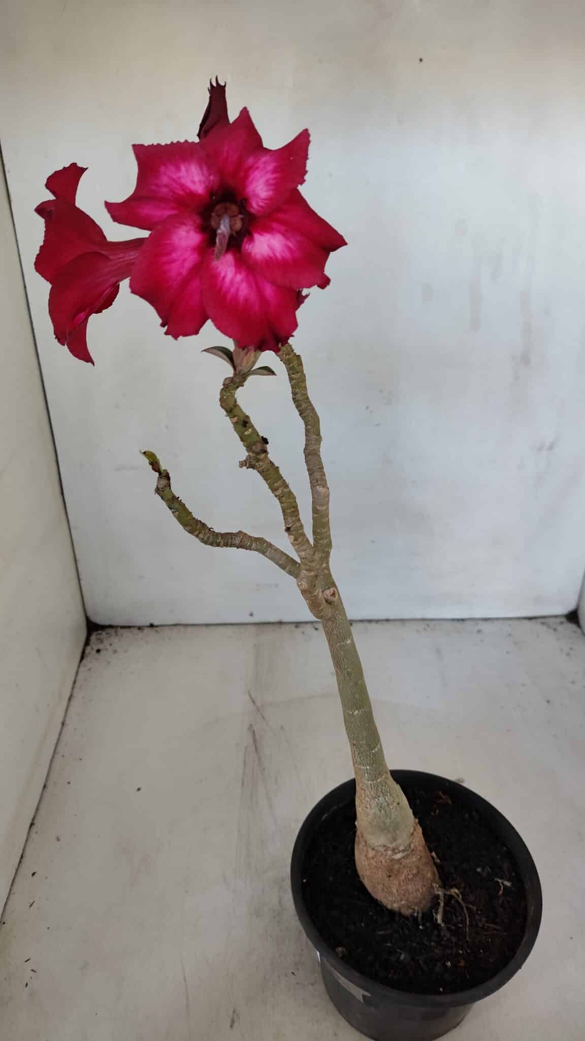 Planta Simples 2997 (2) – 30cm – 02 anos - imagem 5
