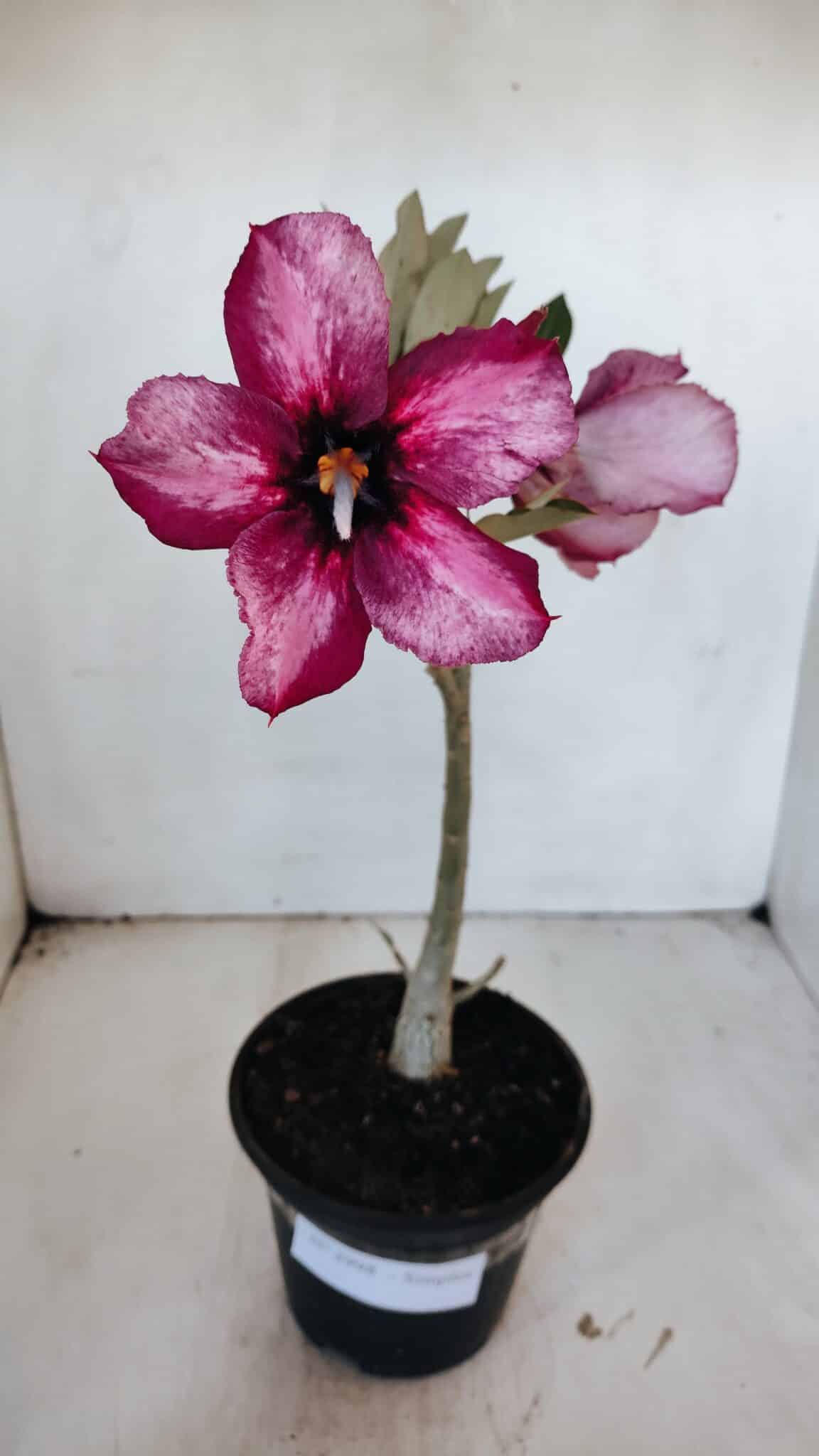 Planta Simples 2998 – 30cm – 02 anos